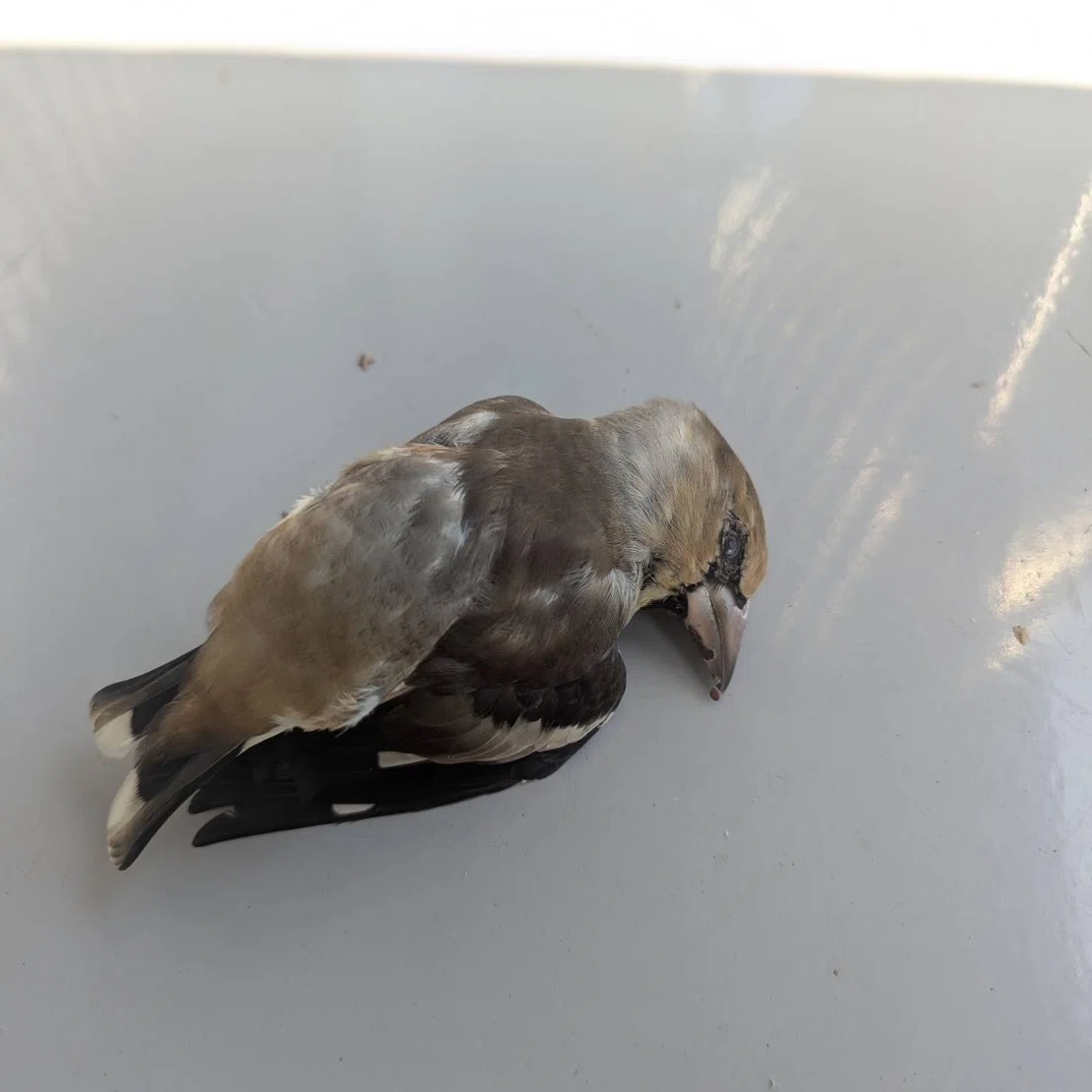 鳥の寄生虫を眺めてみる｜くまぐす