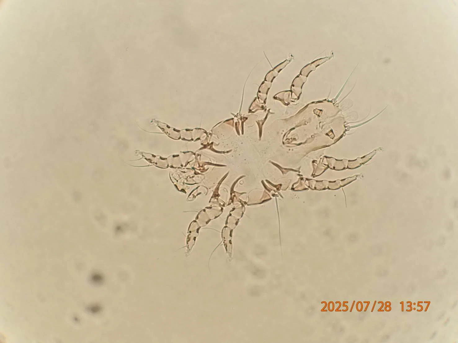 鳥の寄生虫を眺めてみる｜くまぐす