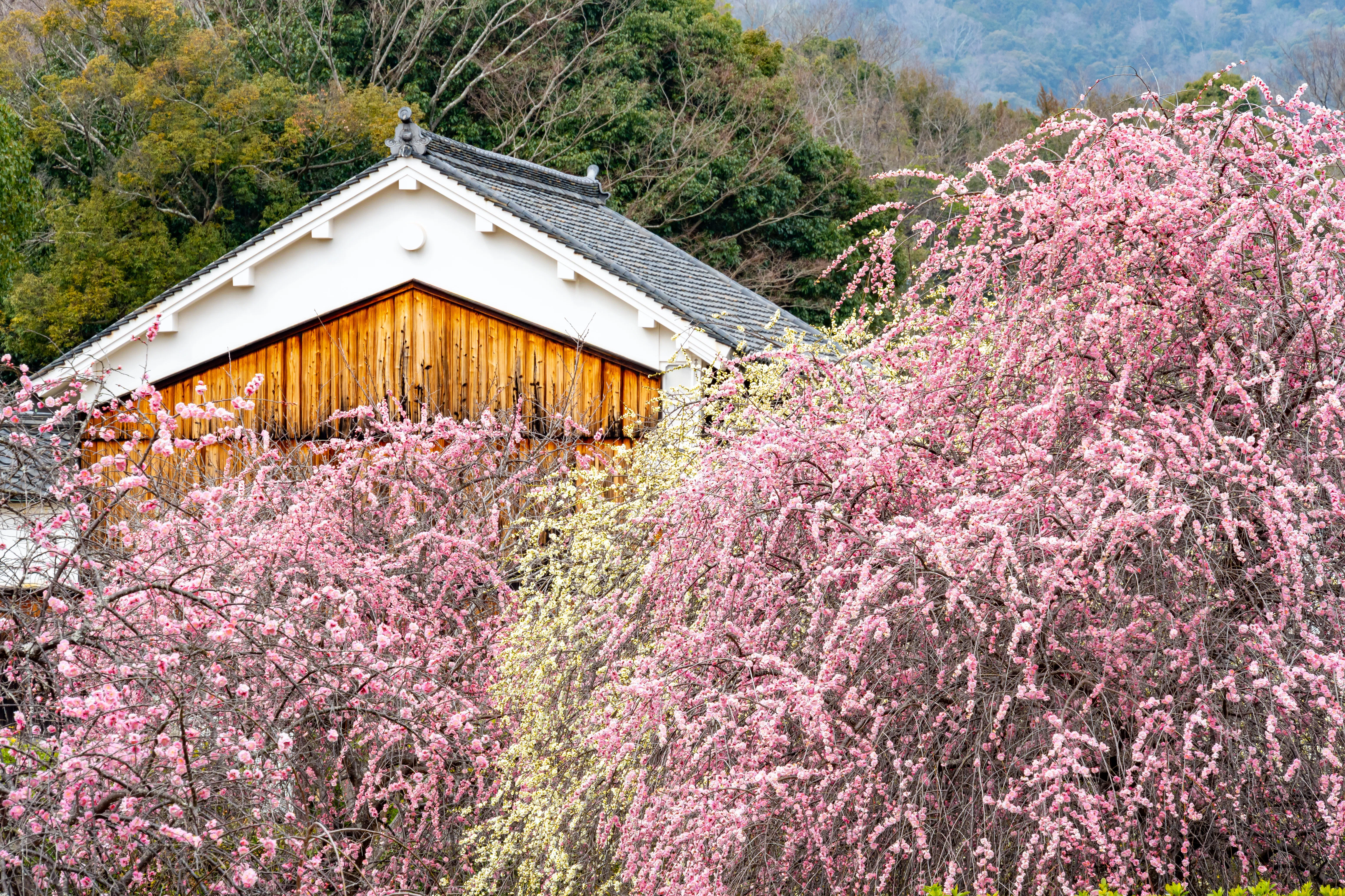 梅：1月のいぶきーはじまりを告げる花｜Hiragana Times 編集部