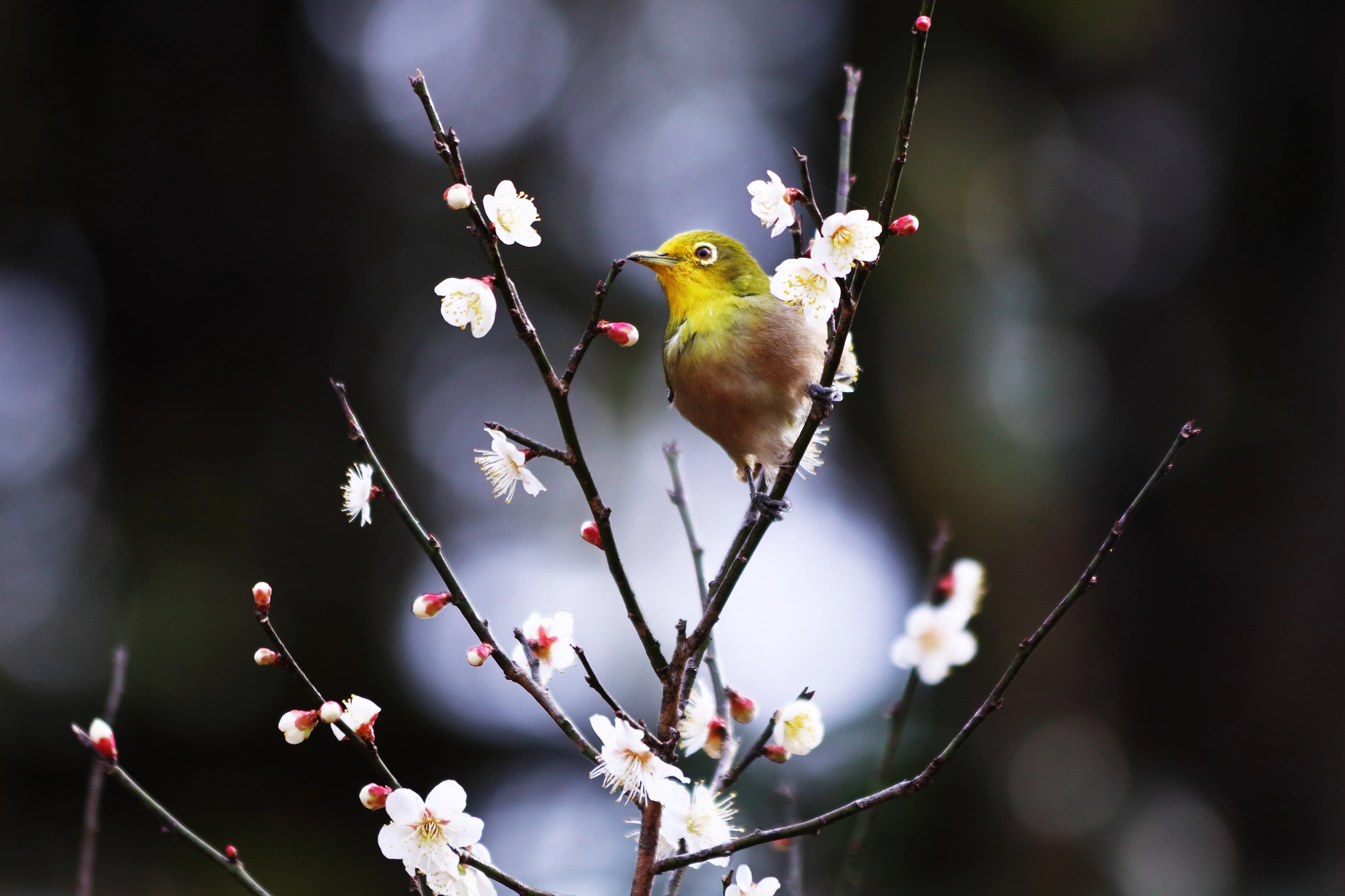 梅：1月のいぶきーはじまりを告げる花｜Hiragana Times 編集部
