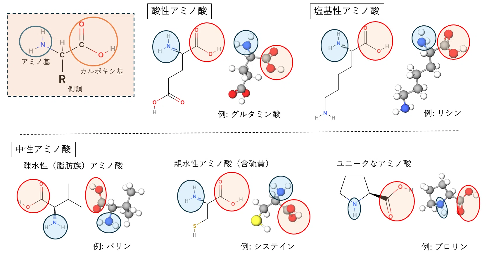 ビールと酵素〜②アミノ酸とタンパク質の一次構造｜Shiro Yamada