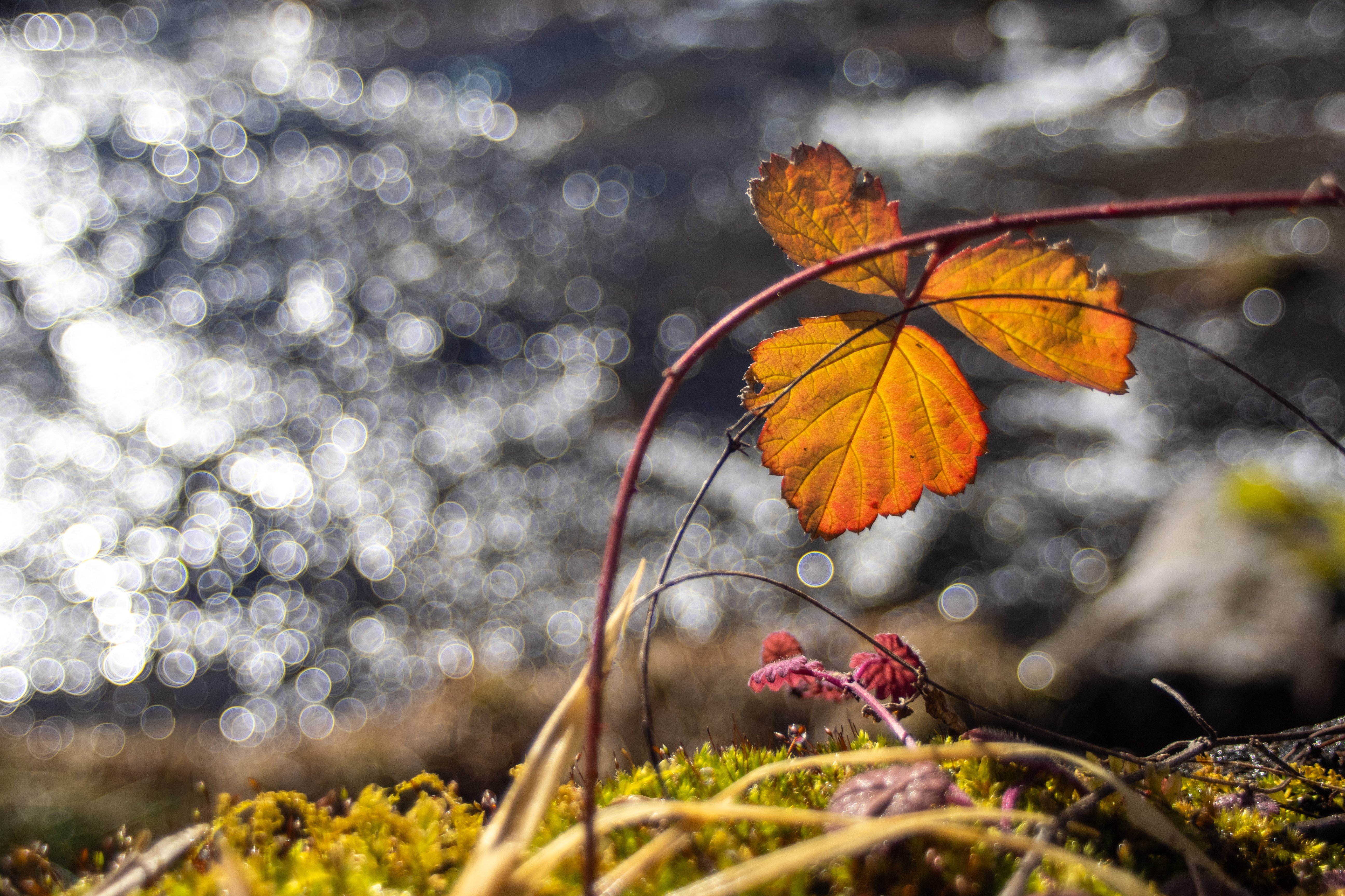 雪の里山歩き × OMオールドレンズ OLYMPUS ZUIKO AUTO-W 18㎜ F3.5