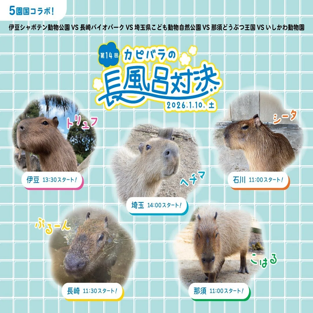 第14回 カピバラの長風呂対決 』開催！｜那須どうぶつ王国公式note