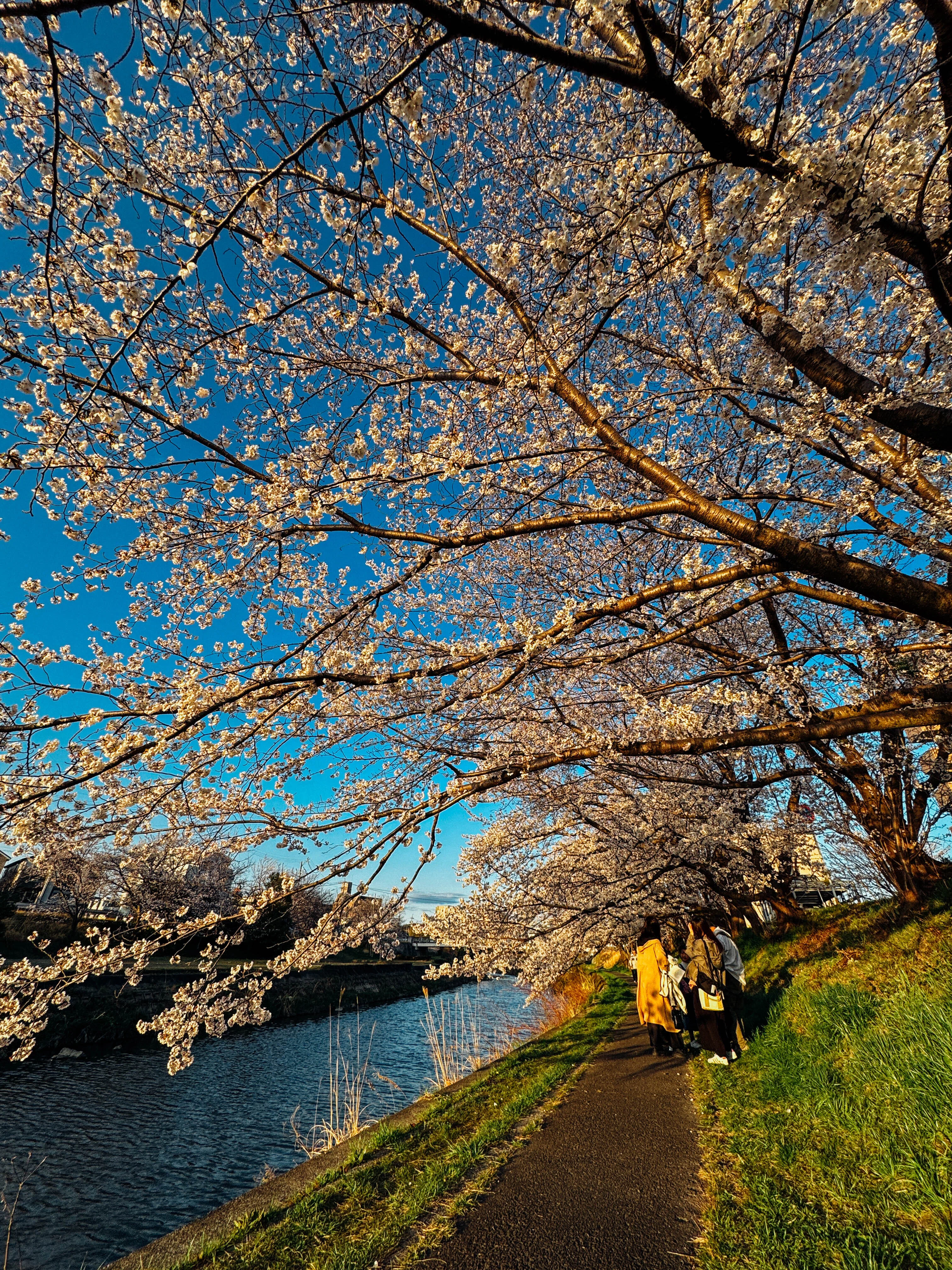 桜が彩る川沿いの風景 2025(愛知)|Sakak 桜が彩る川沿いの風景 2025(愛知)|Sakak