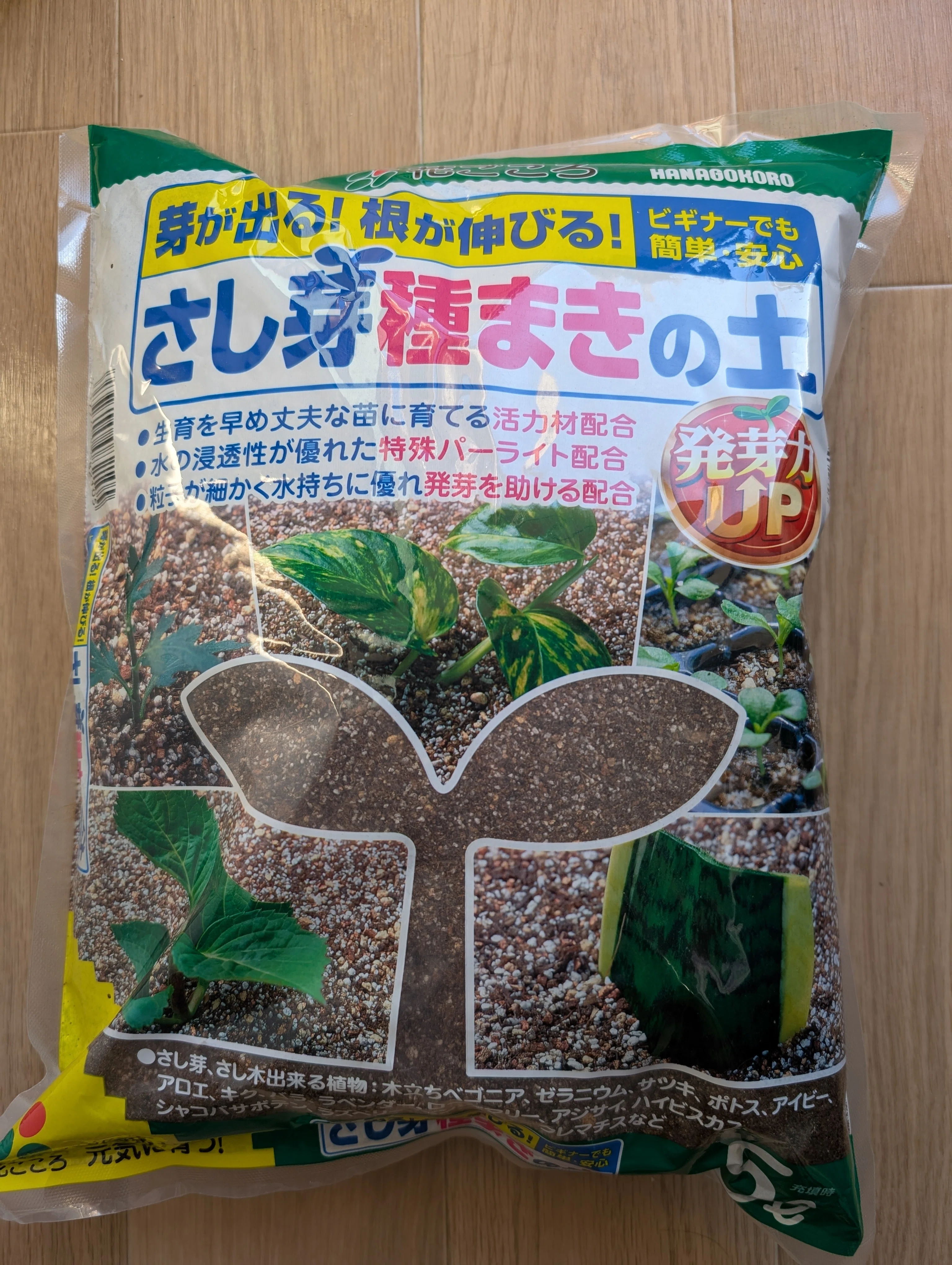 ハオルチアのワインセラー実生｜めいま