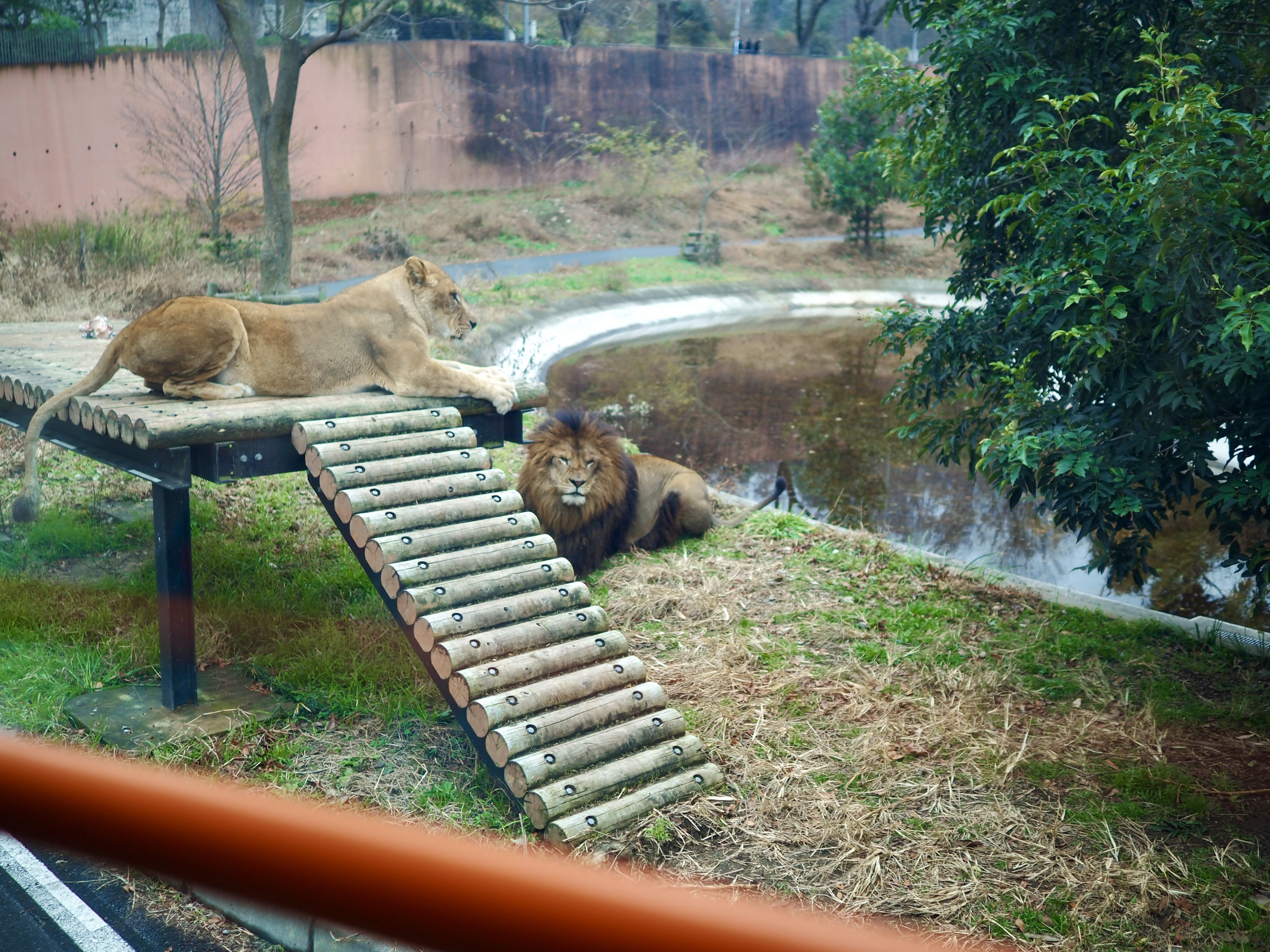 OM-1 M.Zuiko50-200mm | クリスマス前の子連れ多摩動物園｜ひの