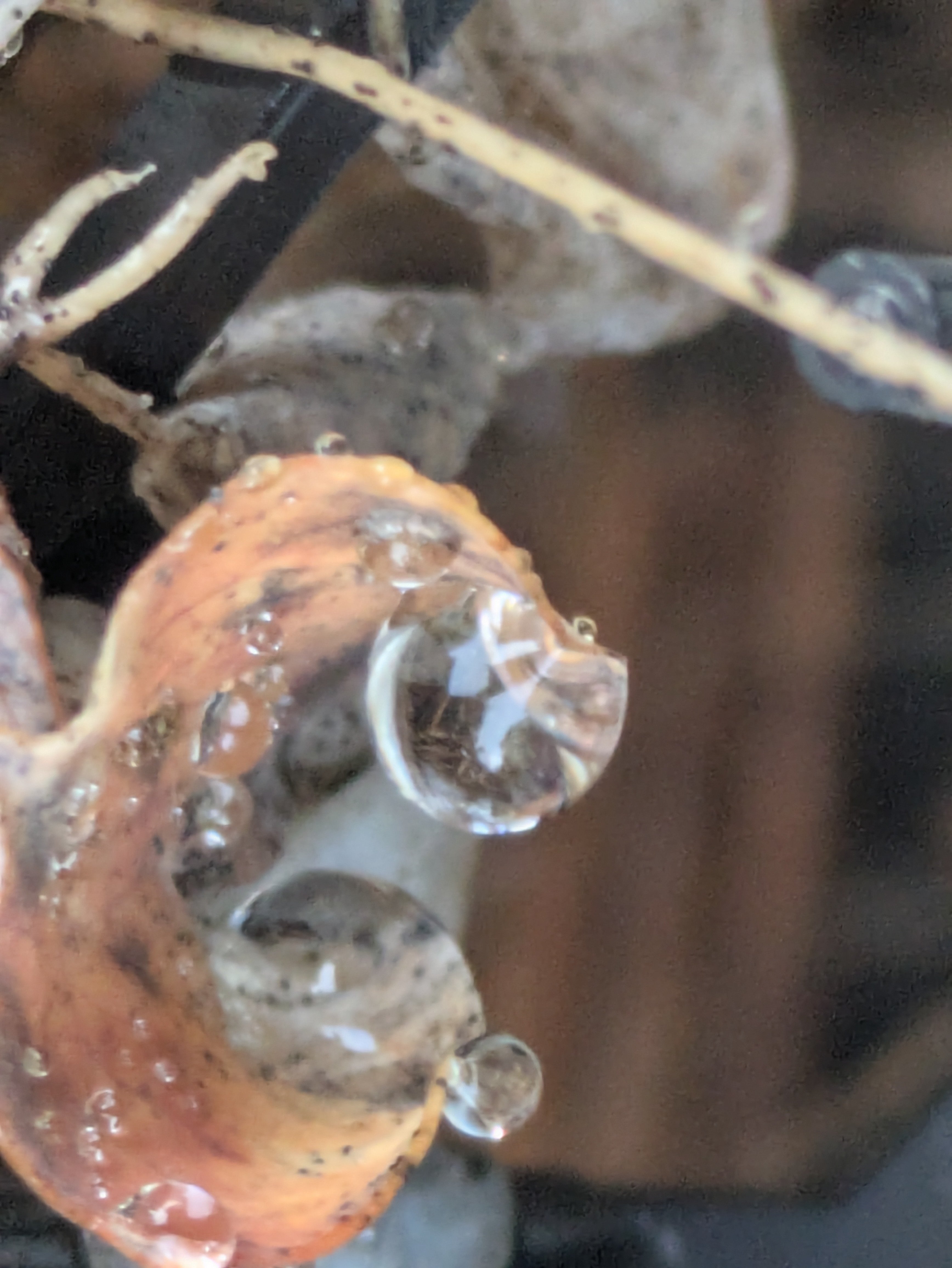 水滴 点滴法で生体にやさしい 水抜き水合わせキット エーハイムろ材用 5L