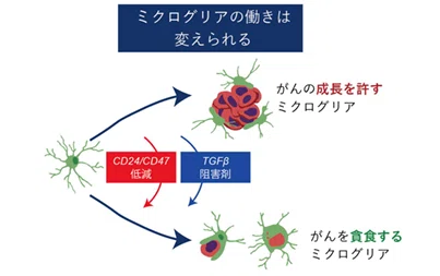 がんを食べる？助ける？脳の番人ミクログリアの二つの顔｜名古屋大学