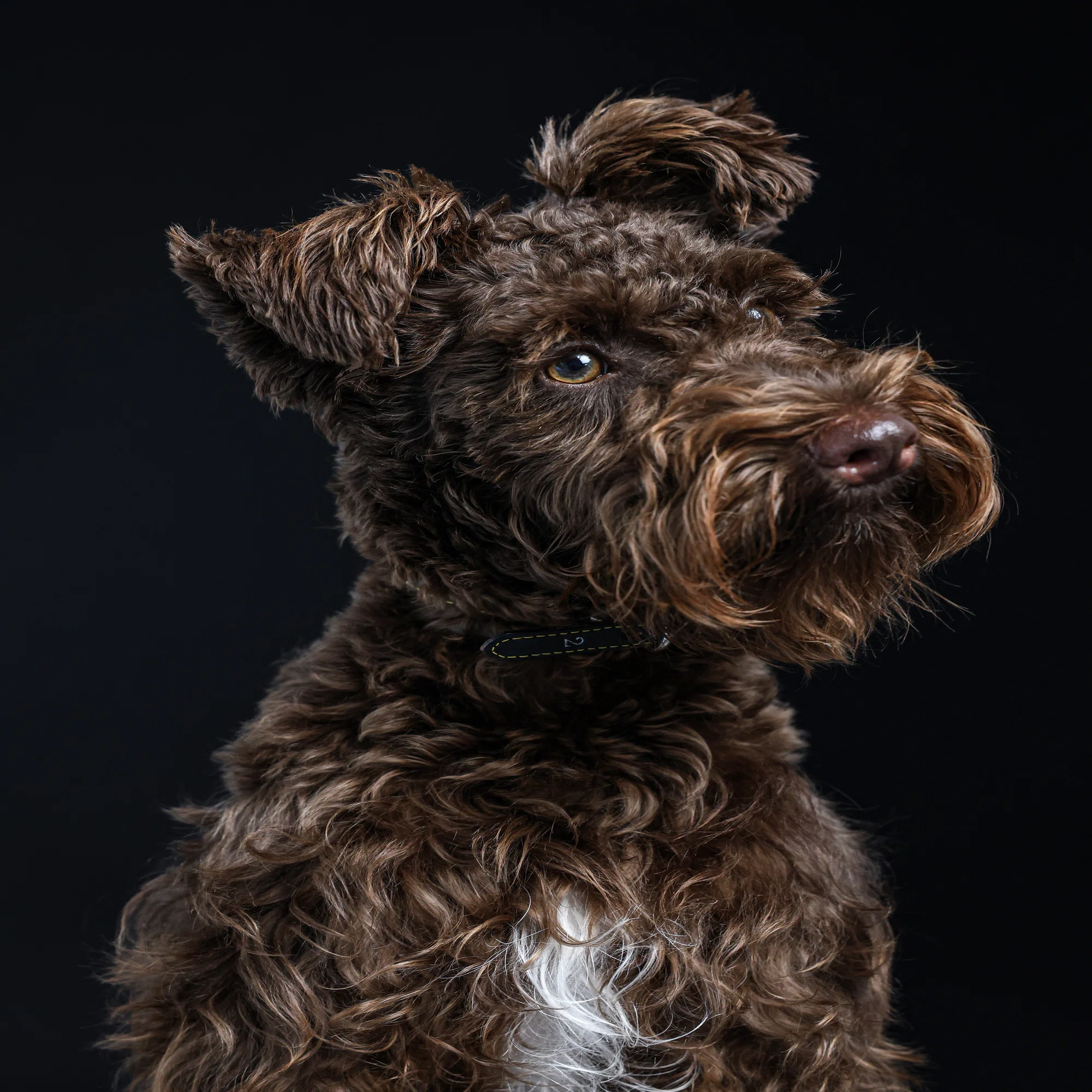 黒が引き出す、愛犬の品格｜お家に飾る肖像写真「Bowtrait（バウト 
