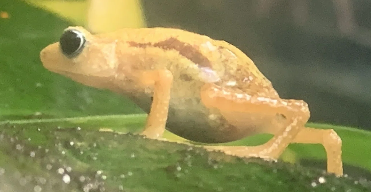 キハ ンシ ヒキガエル
