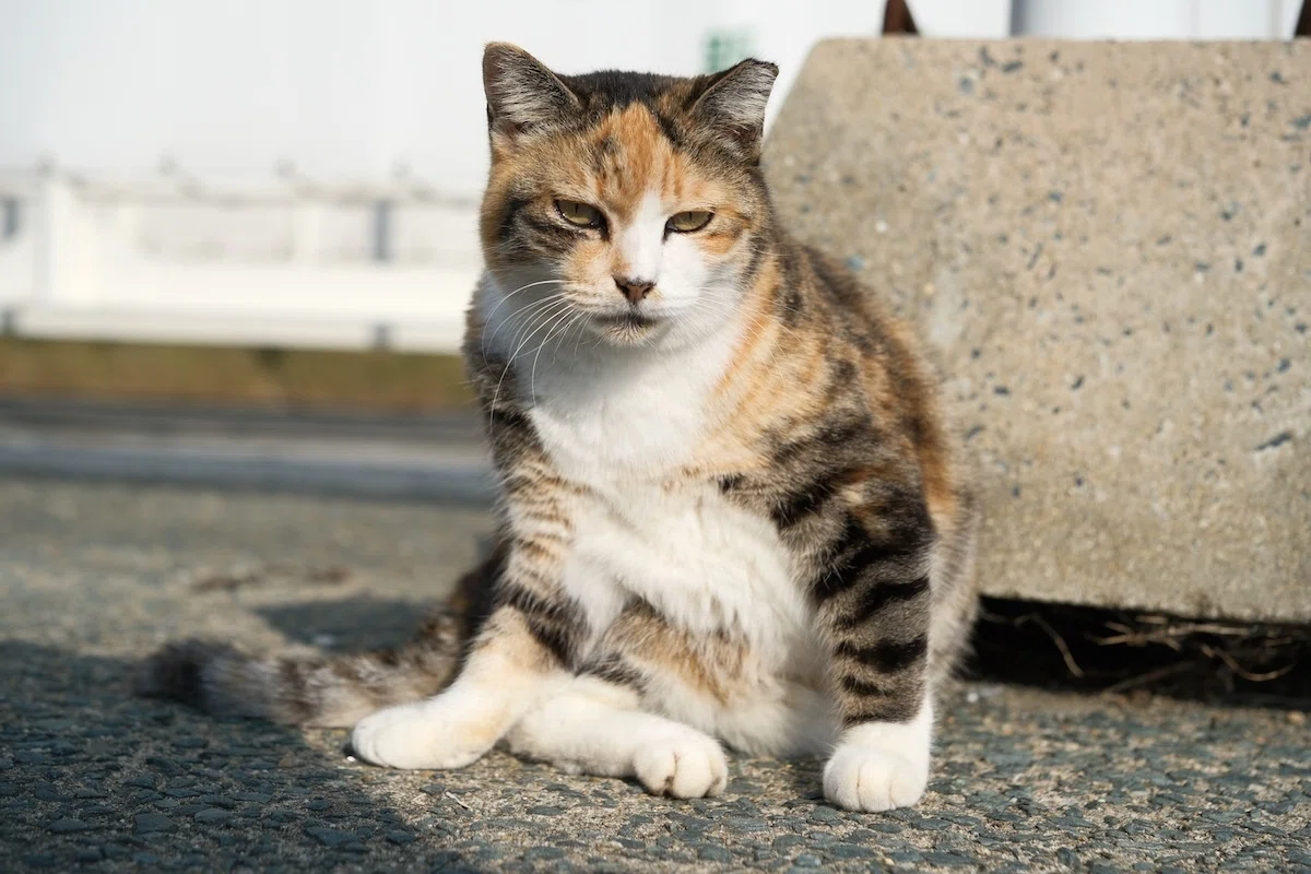 猫島ざっくり紹介 福岡県「相島」｜猫写真家 あおいとり