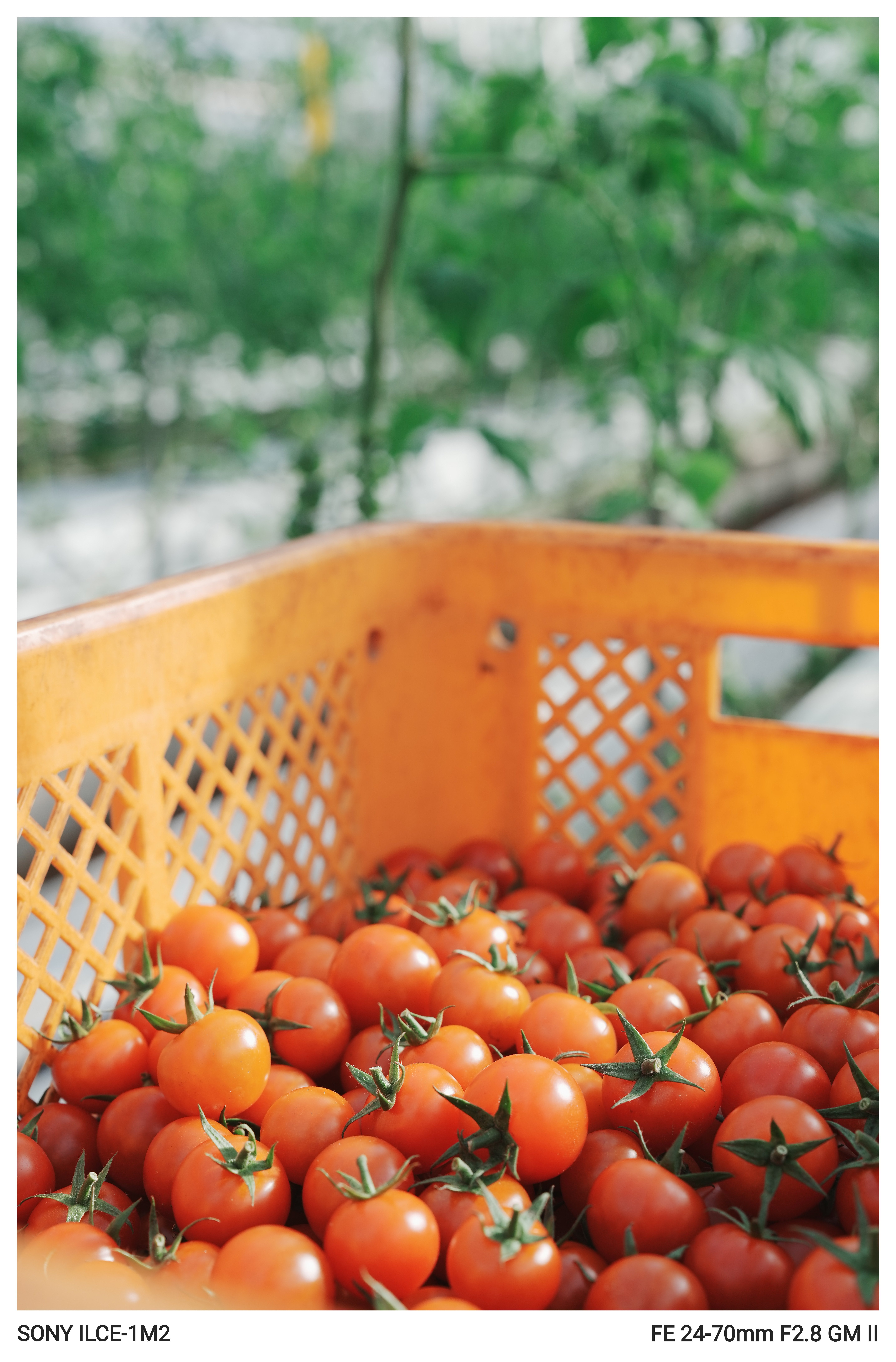 トマト.トマト.トマト｜とまと