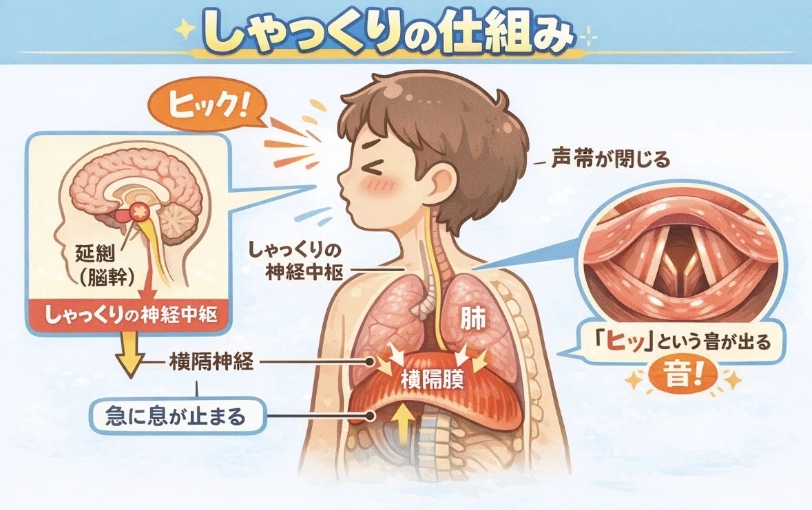 【第27号】しゃっくりって何？｜淡路三原高校（文理探究科）
