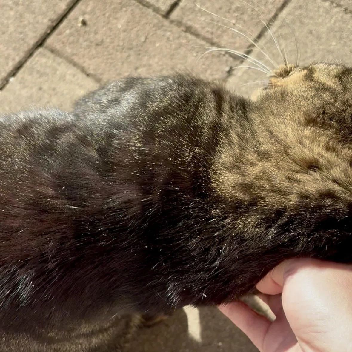 ストリートキャット 〜路上に落とされた招かれざる天使〜｜ウサキさん☆咲吉（さききち）