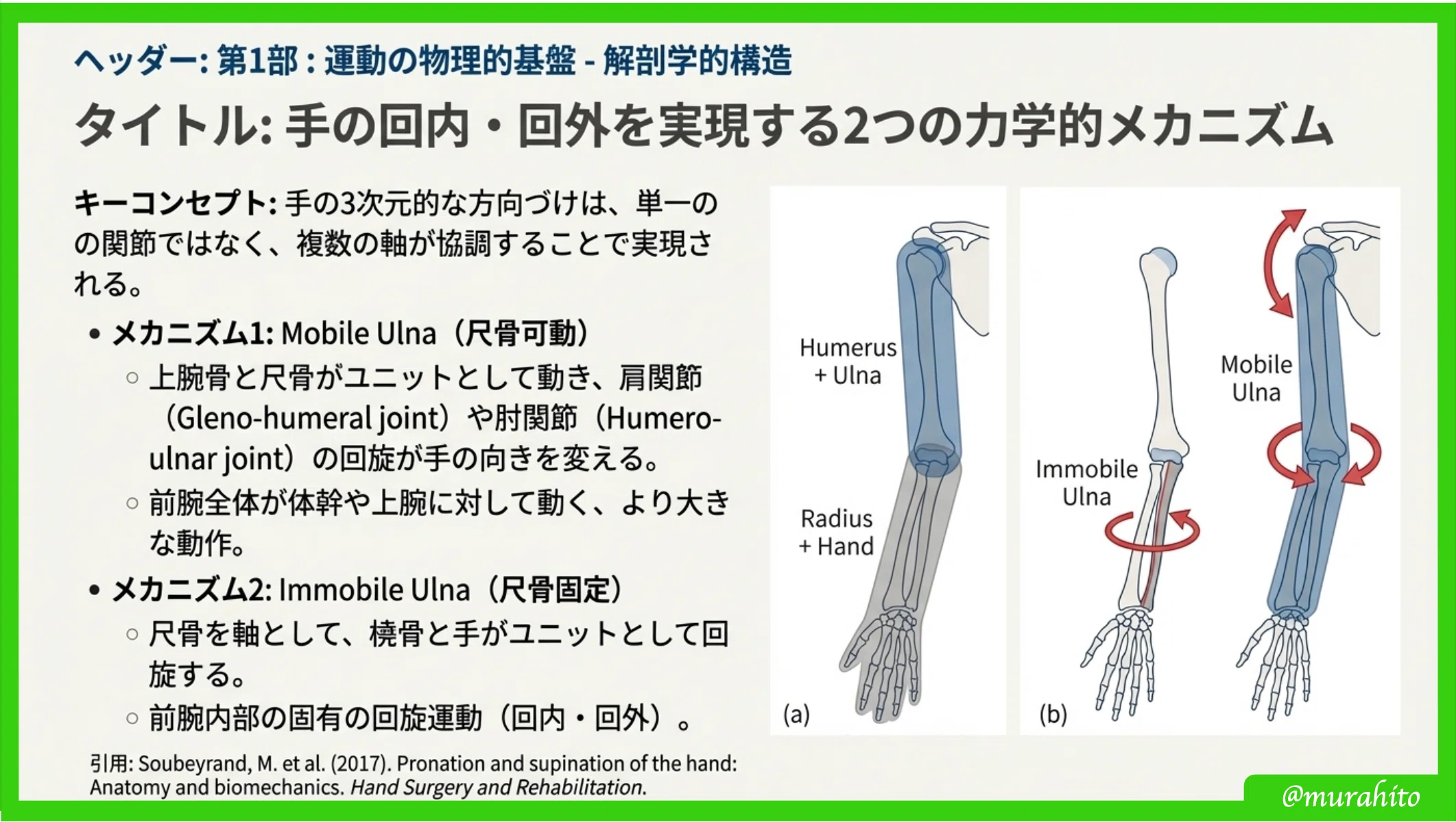 解剖演書「上肢の構造と運動」 図解関節・運動器の機能解剖 (上肢・脊柱編) | J. Castaing, 井原 秀俊