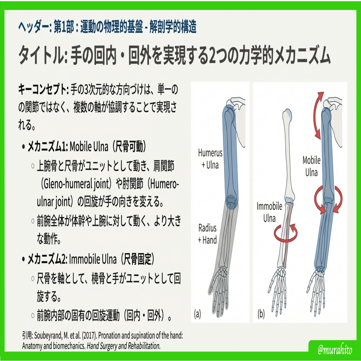 手の運動制御の階層的理解：解剖学的構造から機能的タスクまで｜むらひと