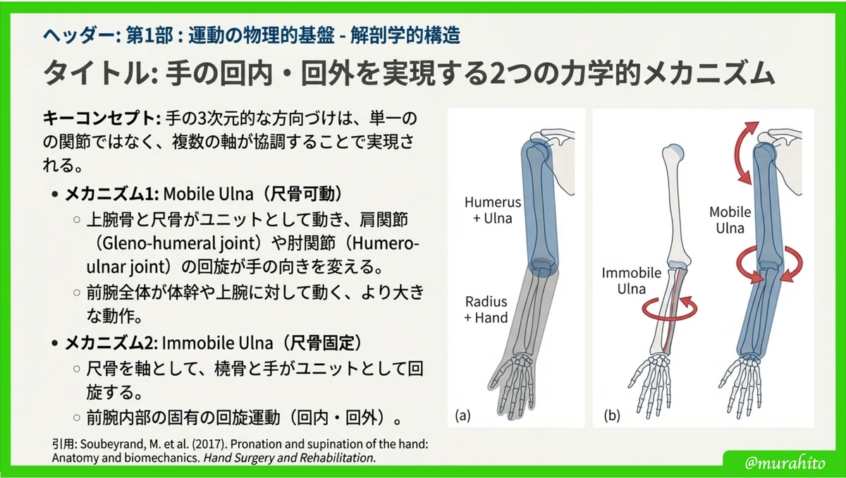 手の運動制御の階層的理解：解剖学的構造から機能的タスクまで｜むらひと