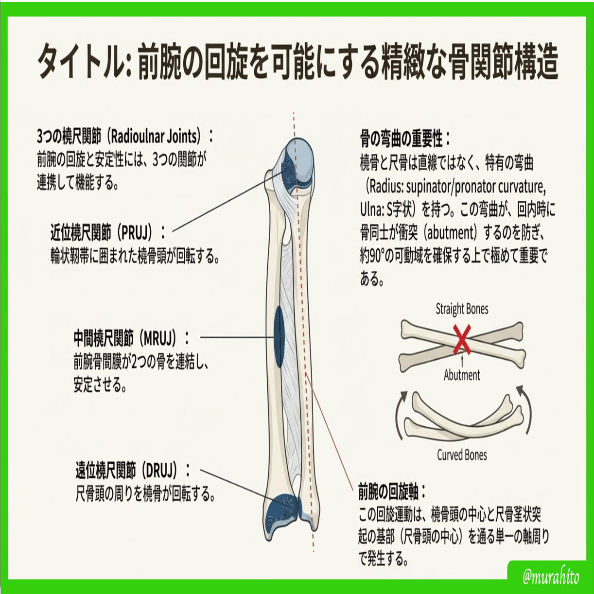 手の運動制御の階層的理解：解剖学的構造から機能的タスクまで｜むらひと