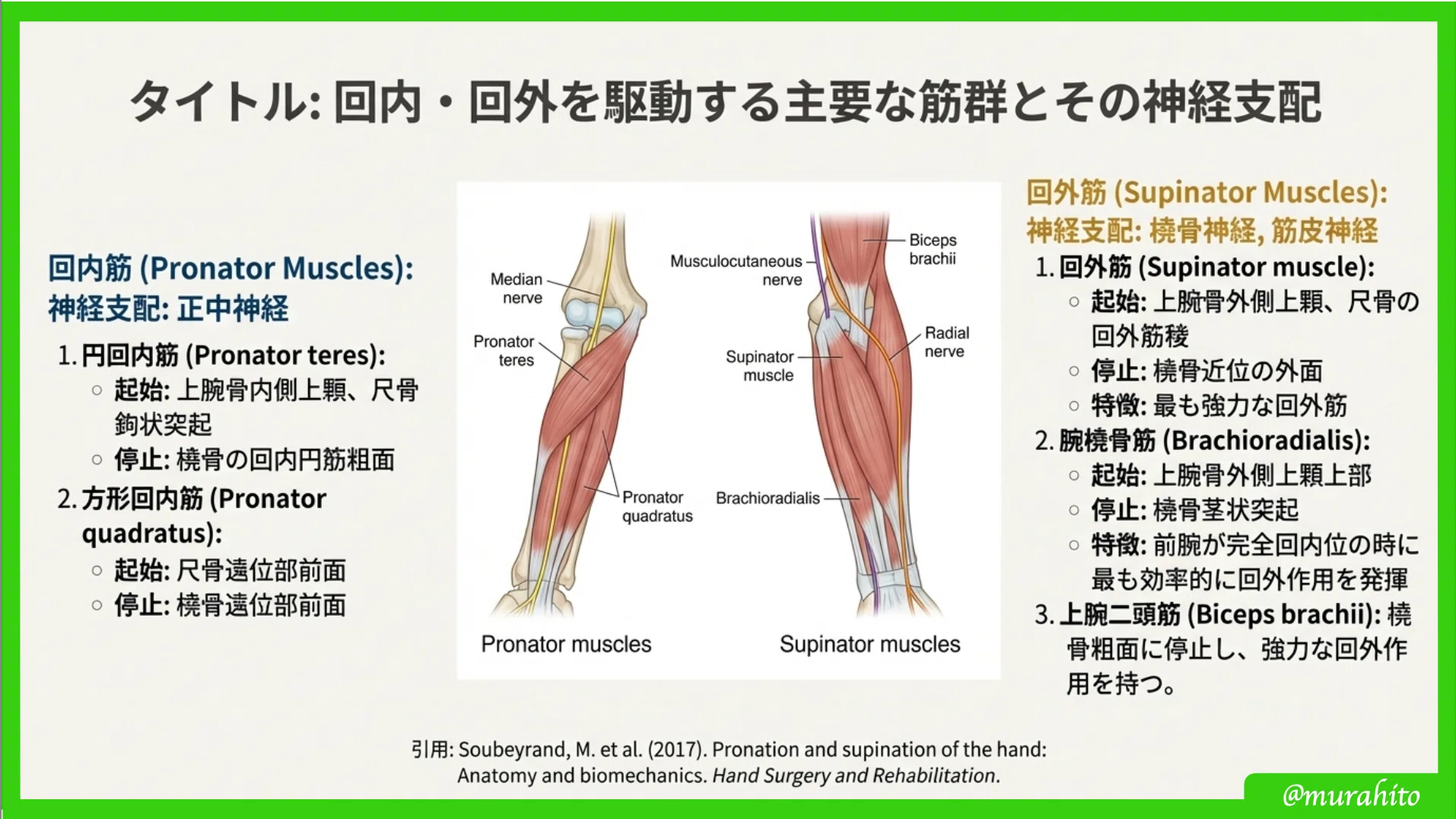 Hierarchical Understanding of Hand Motor Control: From Anatomical ...