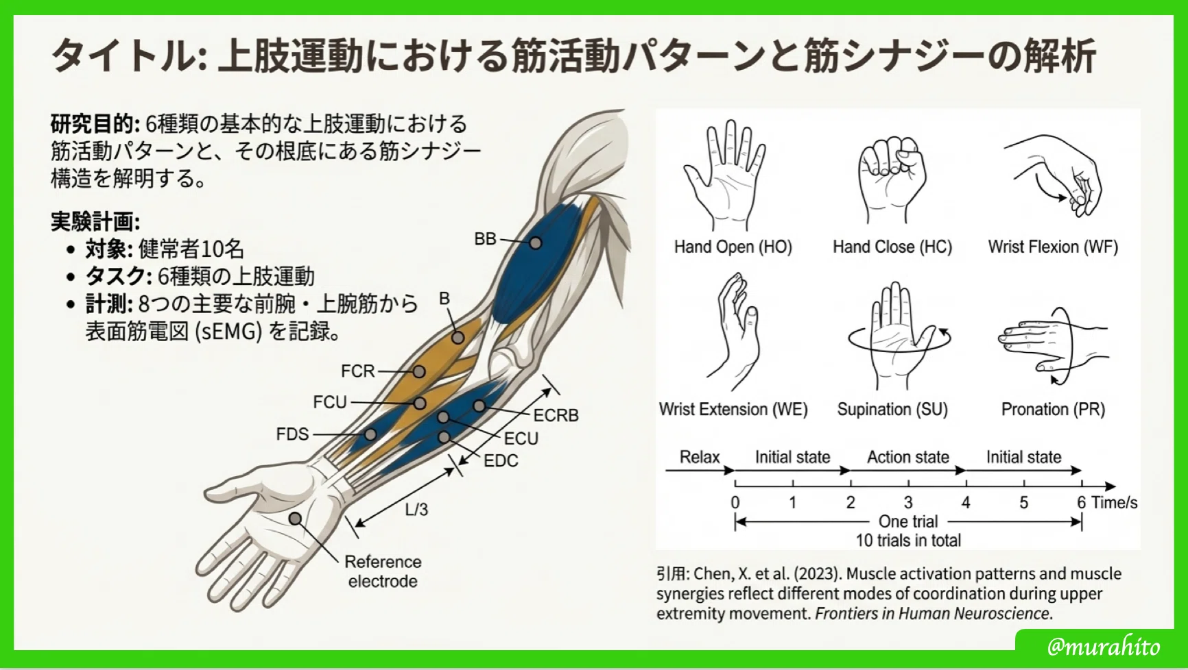 手の運動制御の階層的理解：解剖学的構造から機能的タスクまで｜むらひと