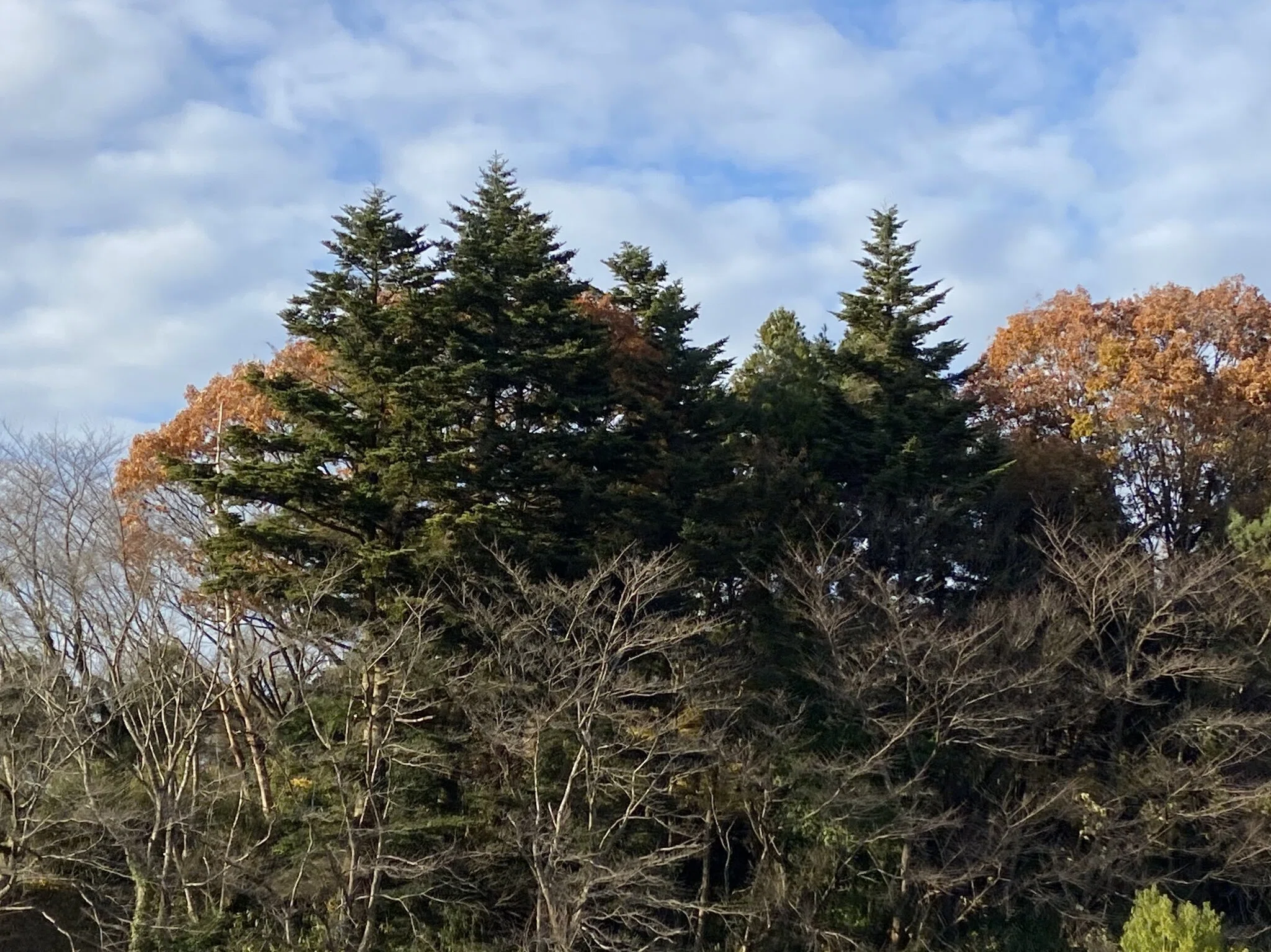 能登にモミの木の自生が多いのはなぜか｜のこのこ屋