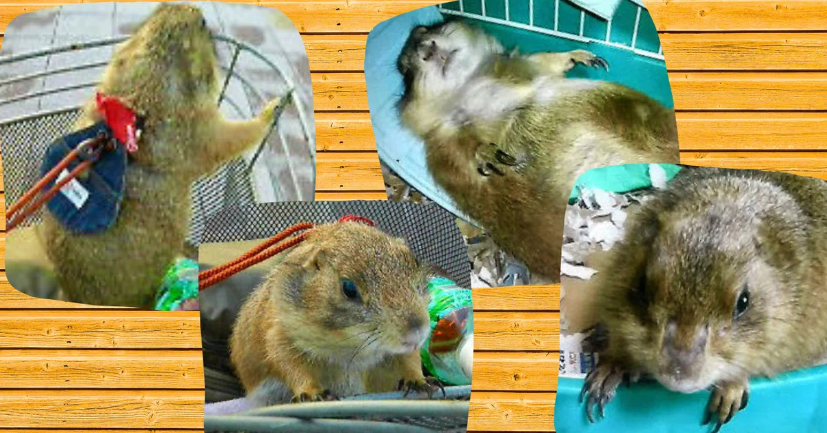 Epi.00 About Me [Living with Prairie Dogs]｜ひなりんぐ