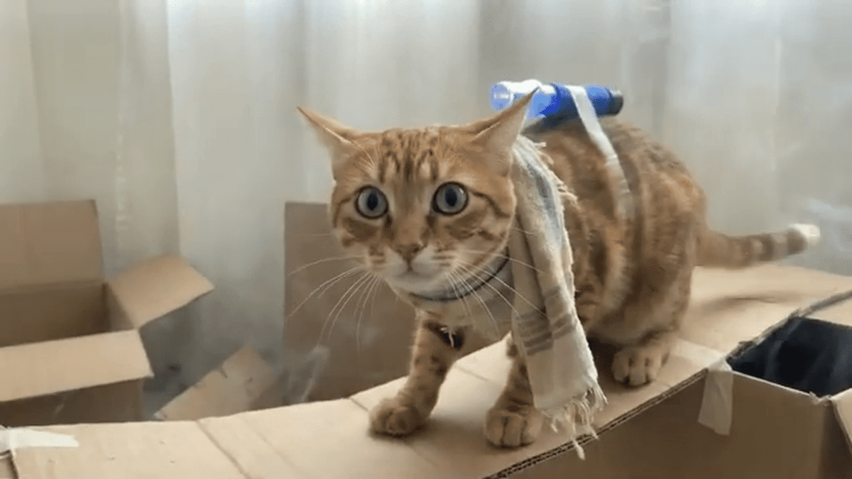 チープで愛すべき"AIB級映画の世界" #総制作費ワンコイン映画祭 結果発表！