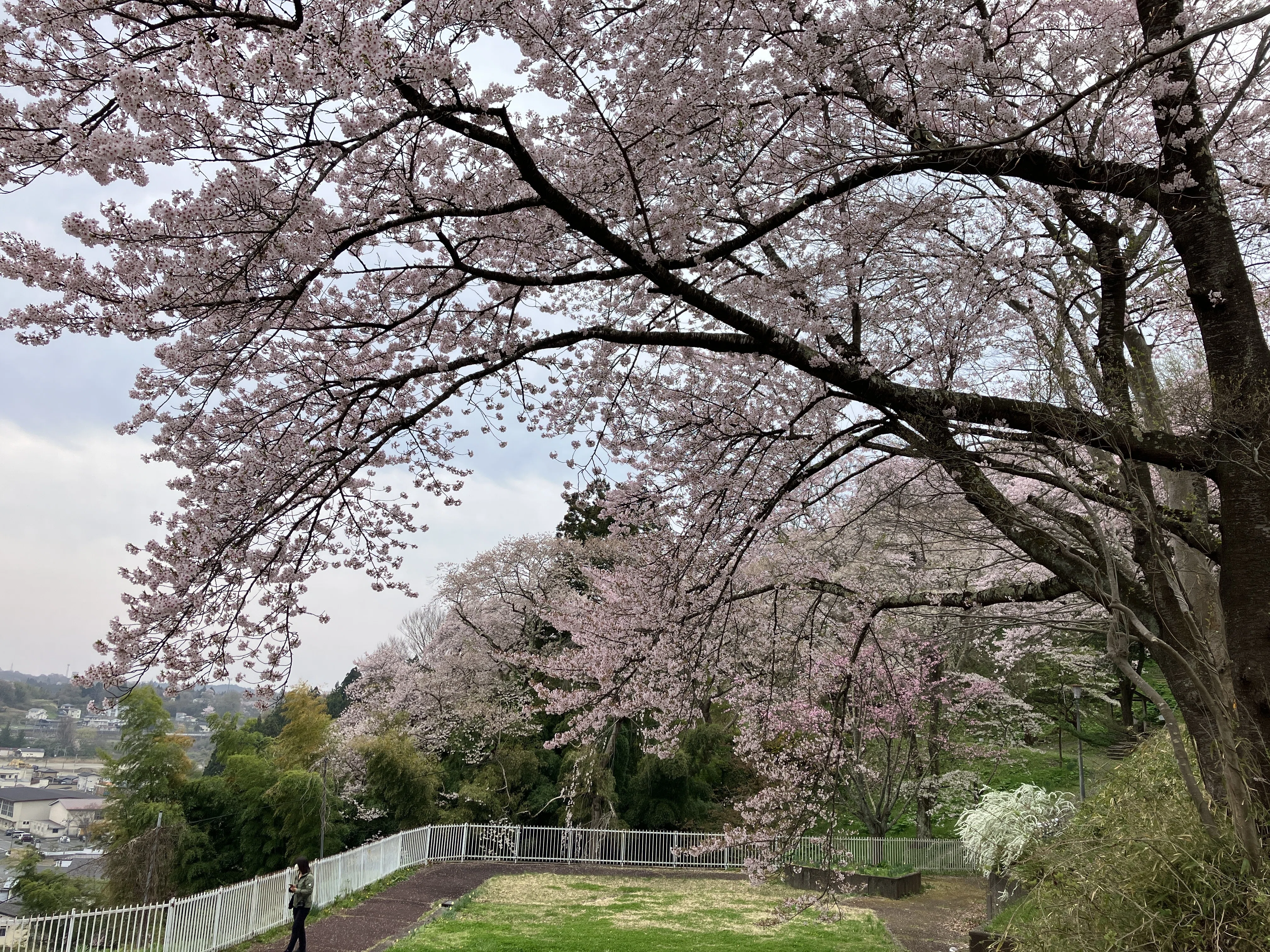 釣り山公園～毛越寺～中尊寺の桜～西行桜の森～衣川桜並木～駒形神社