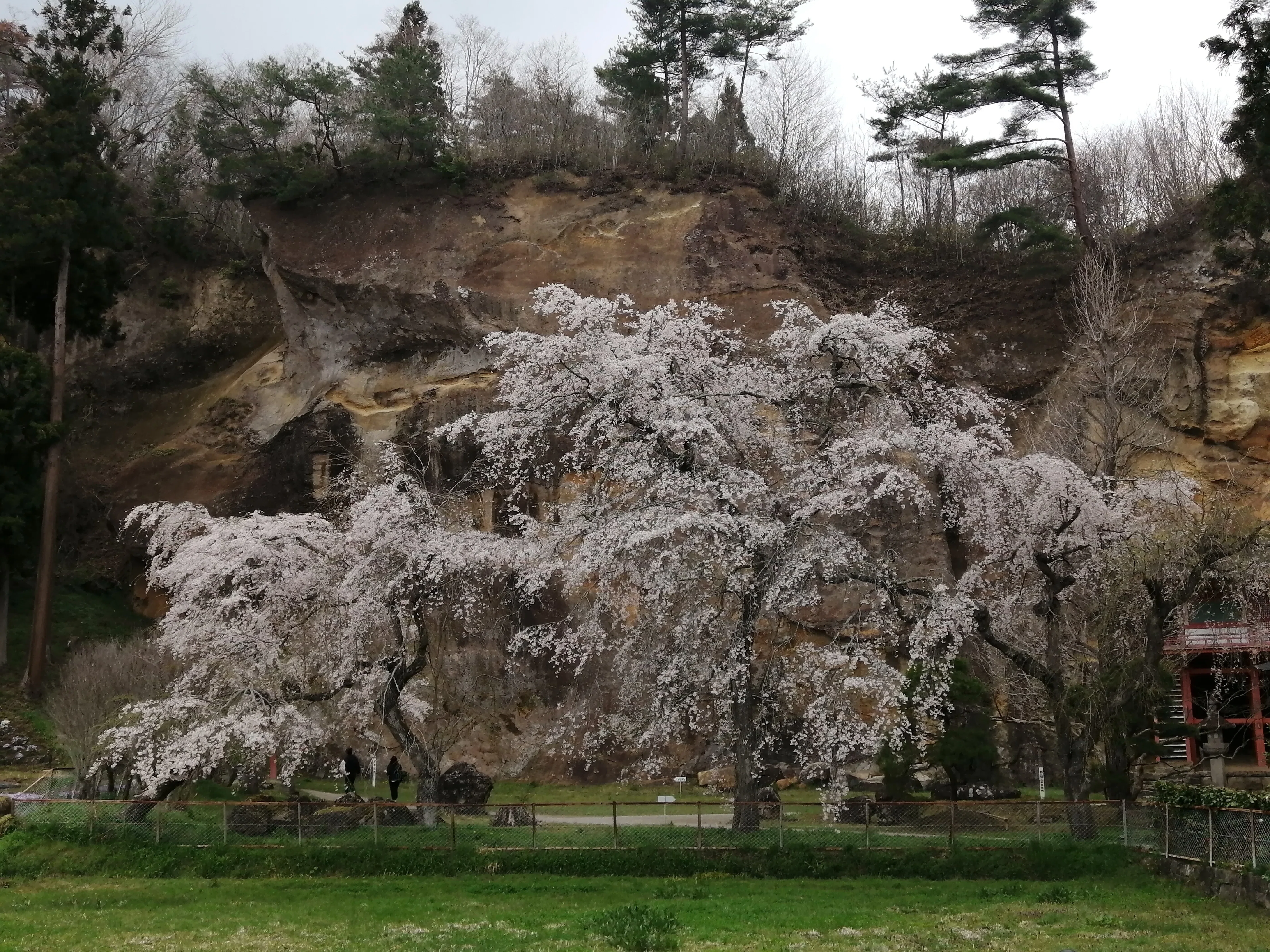 釣り山公園～毛越寺～中尊寺の桜～西行桜の森～衣川桜並木～駒形神社