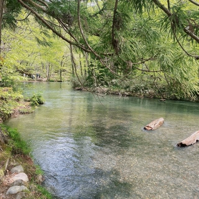 0602 神が宿る水の道・幻想的世界「奥入瀬渓流」（青森県）｜弥栄