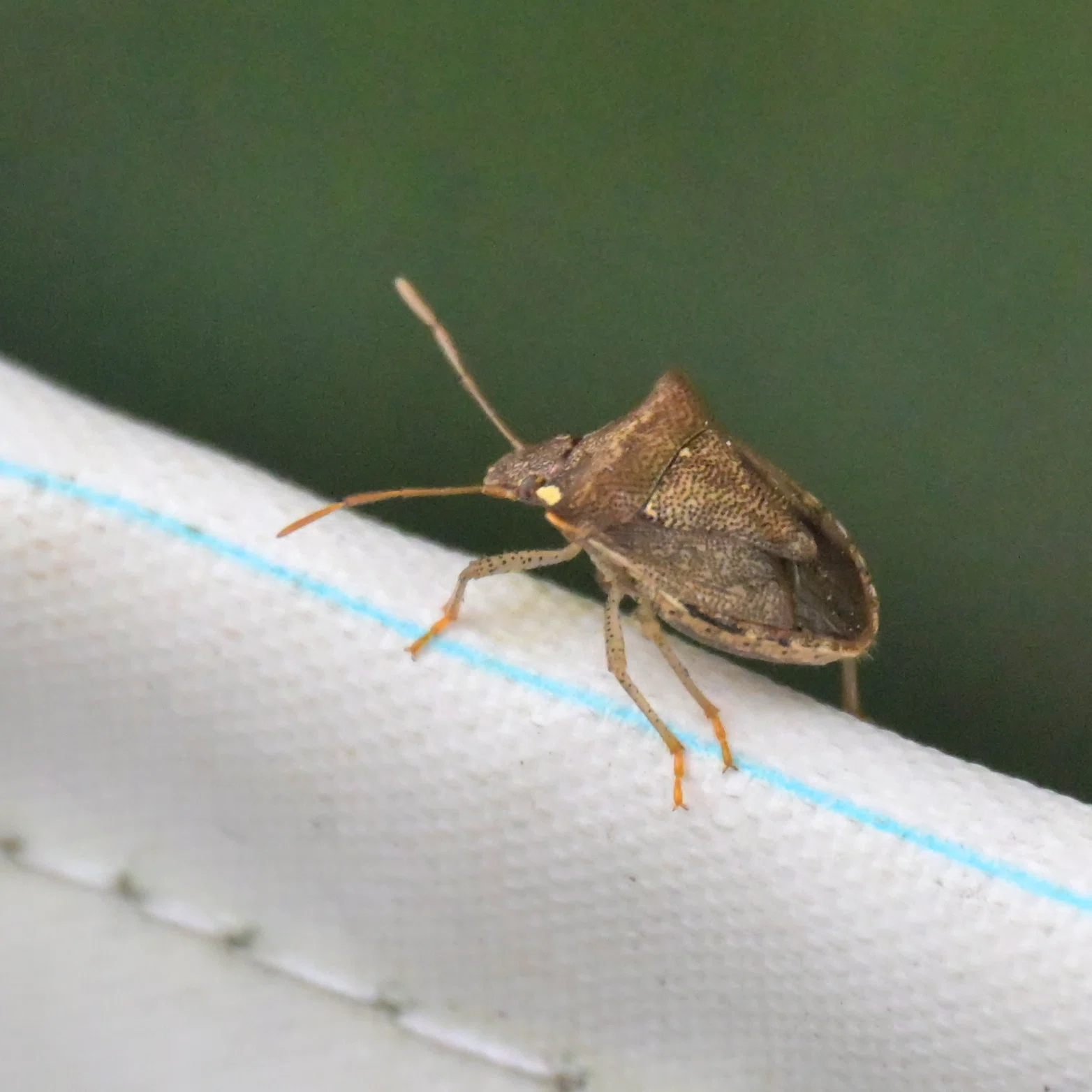ダンダラテントウ他の虫とクローズアップレンズ練習｜沖縄散歩人