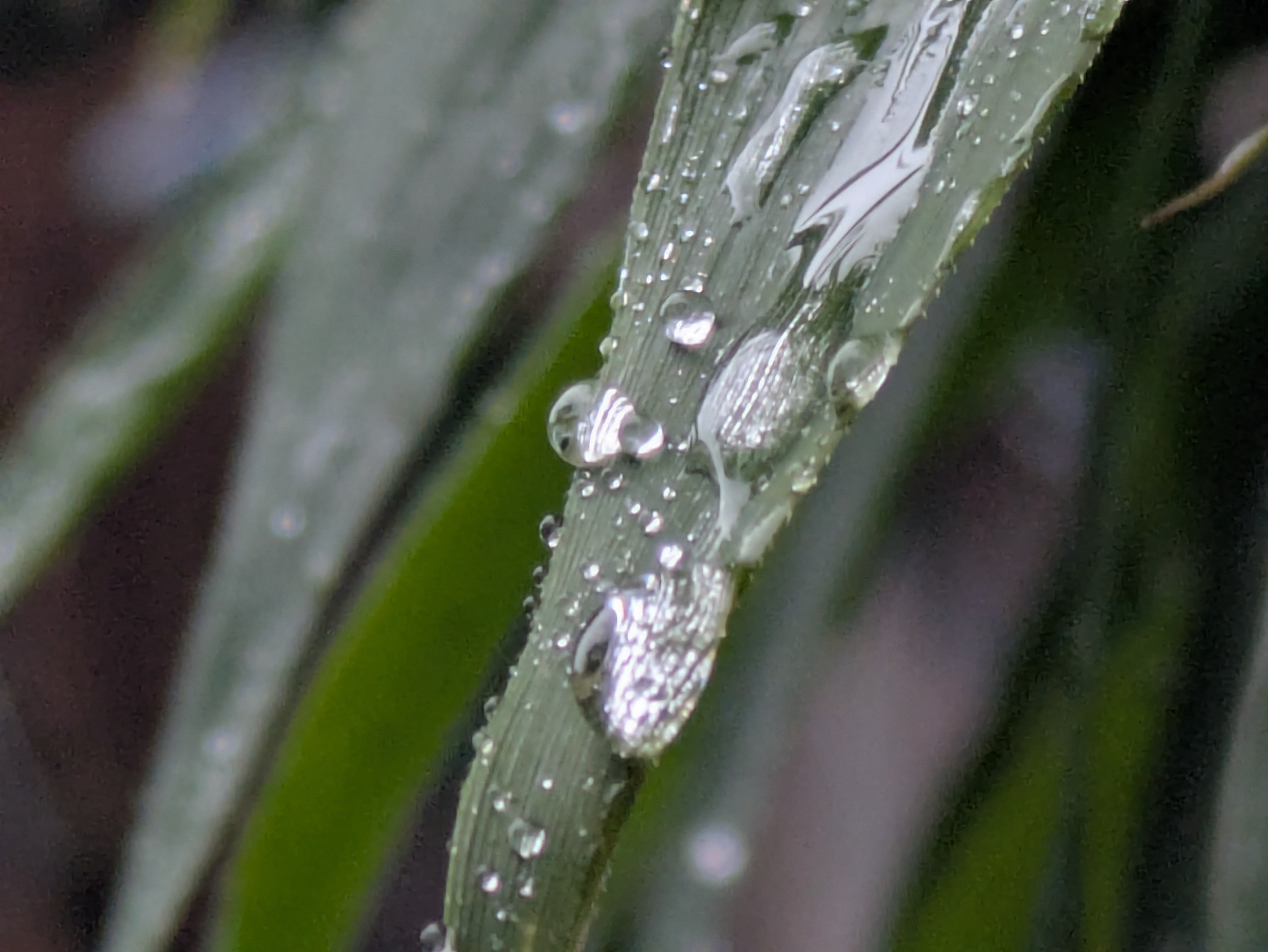 水滴 s-20120304125216141604.jpg