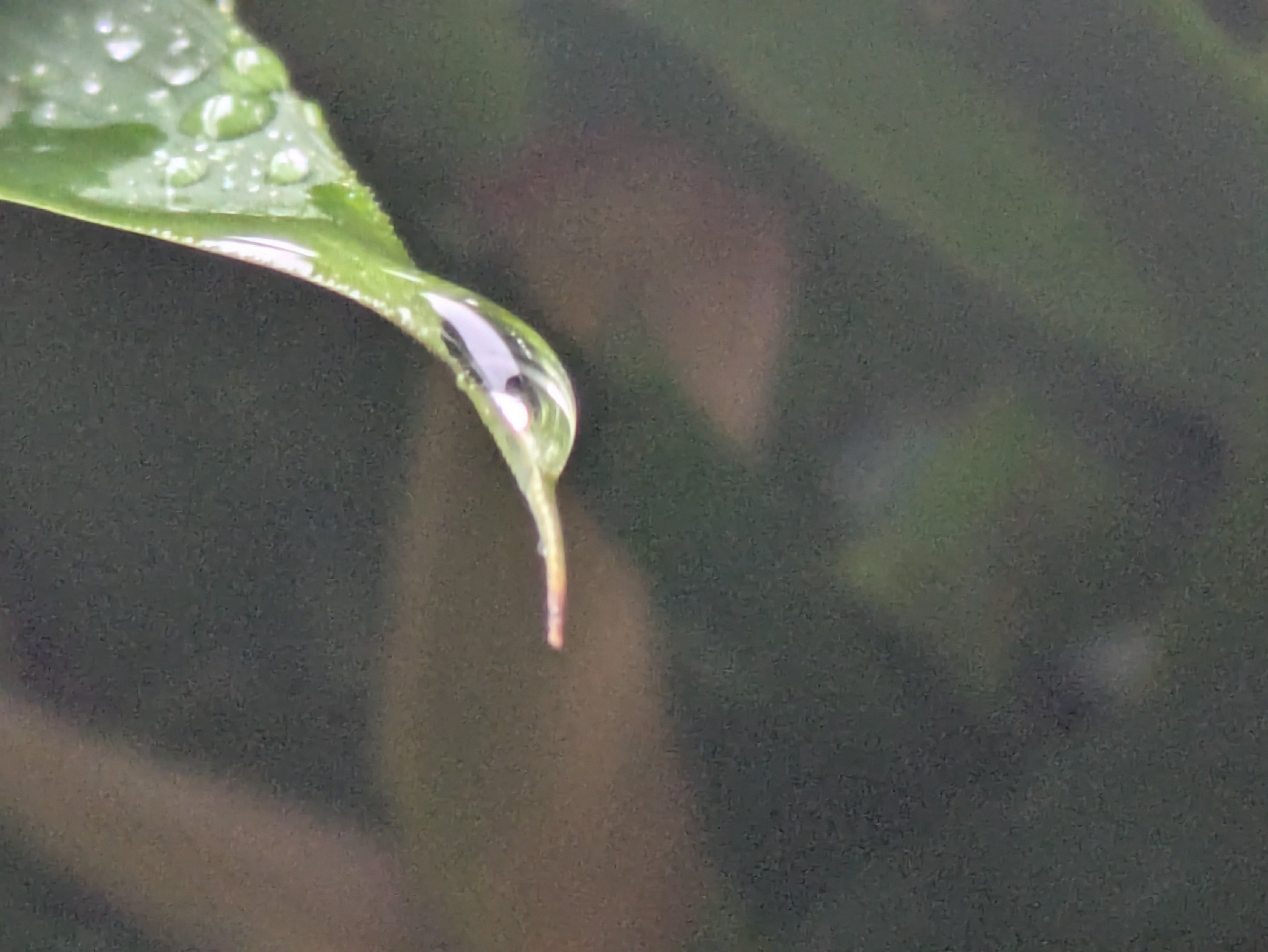 水滴 s-20120304125216141604.jpg