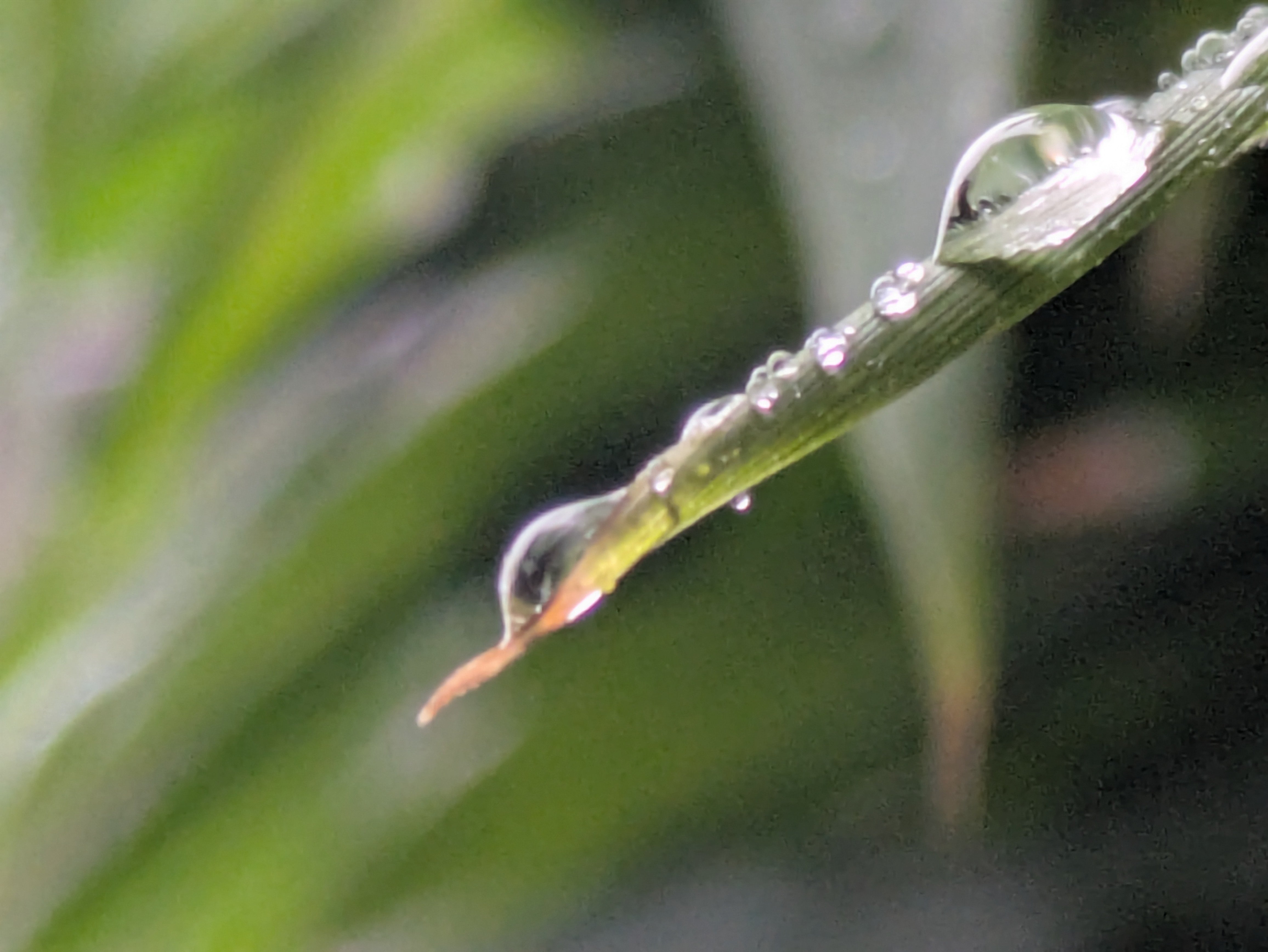 水滴 今朝の水滴｜ichiro70