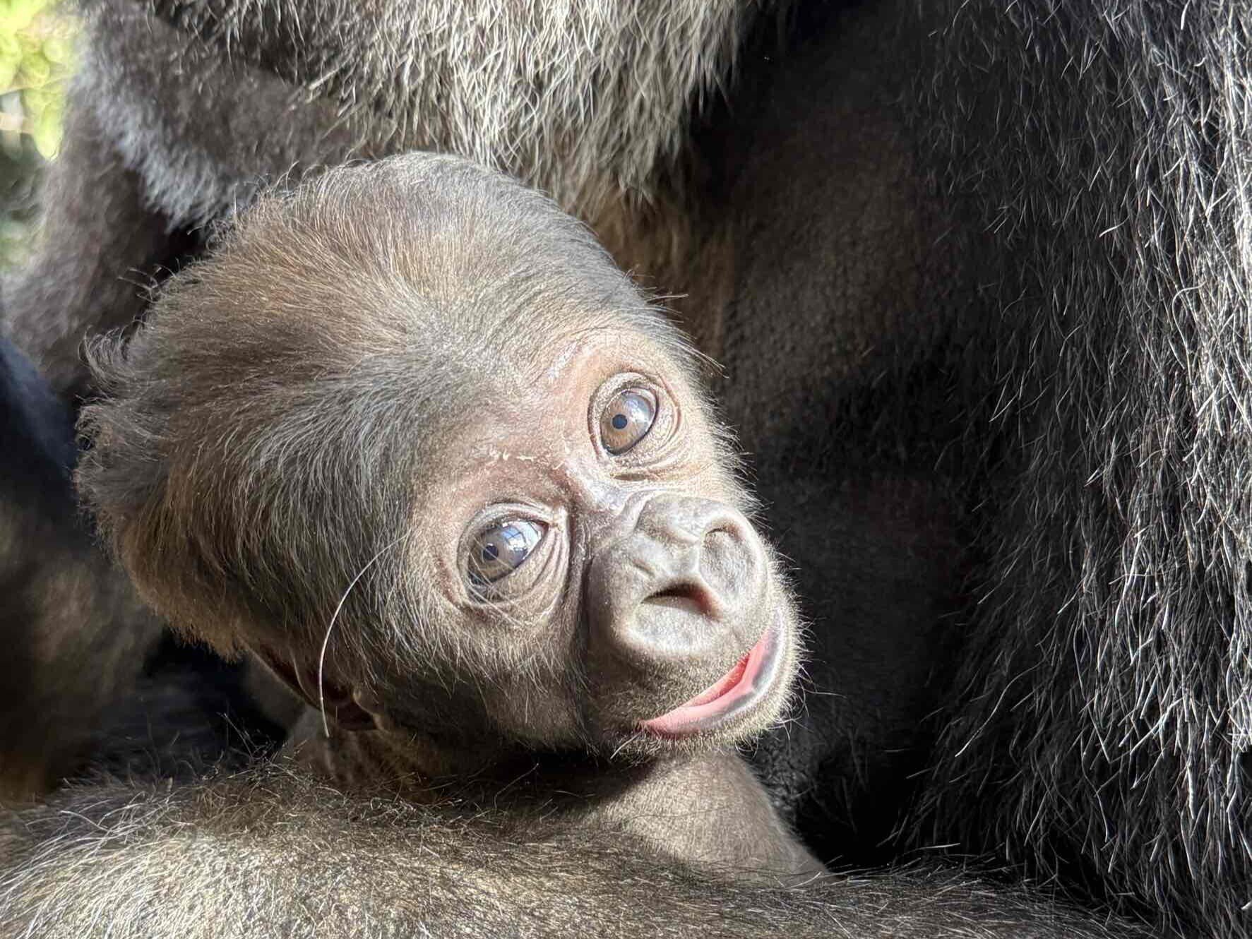 京都市動物園でニシゴリラの赤ちゃんが誕生！ カワイイで終わらない