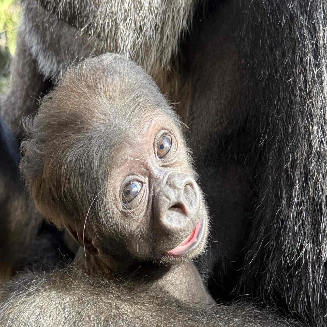 京都 動物園 ゴリラ