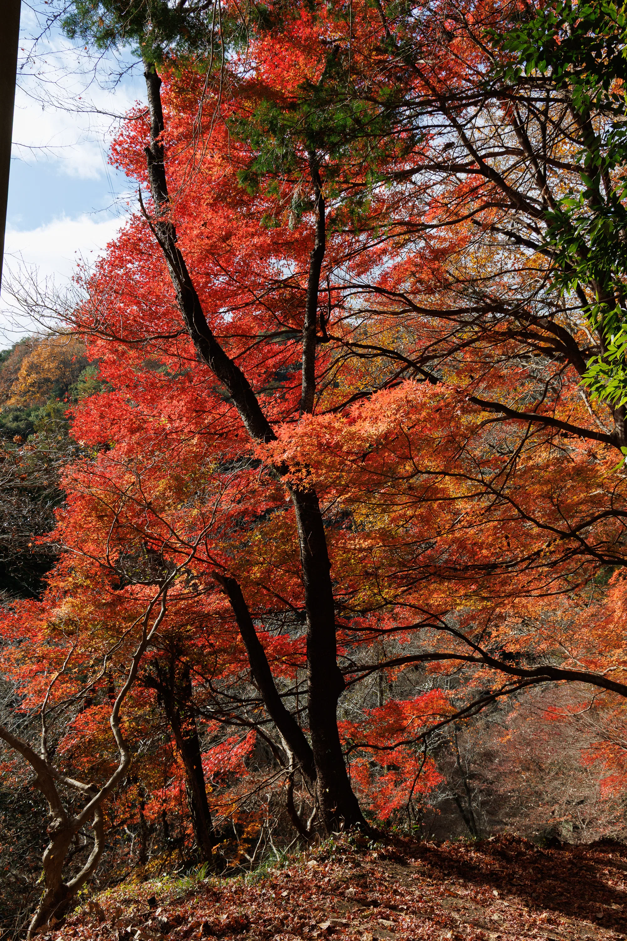 紅葉の秋 街の紅葉｜yamadagawa