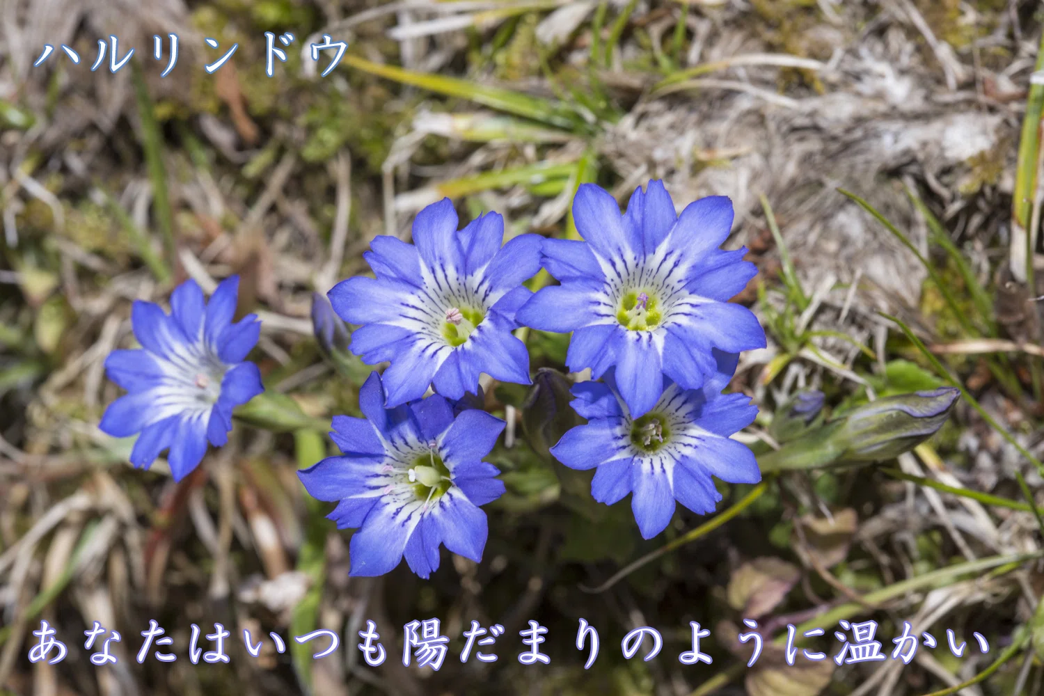 自然写真家/飯村茂樹・花言葉の理由9・ハルリンドウ｜飯村茂樹/自然写真家