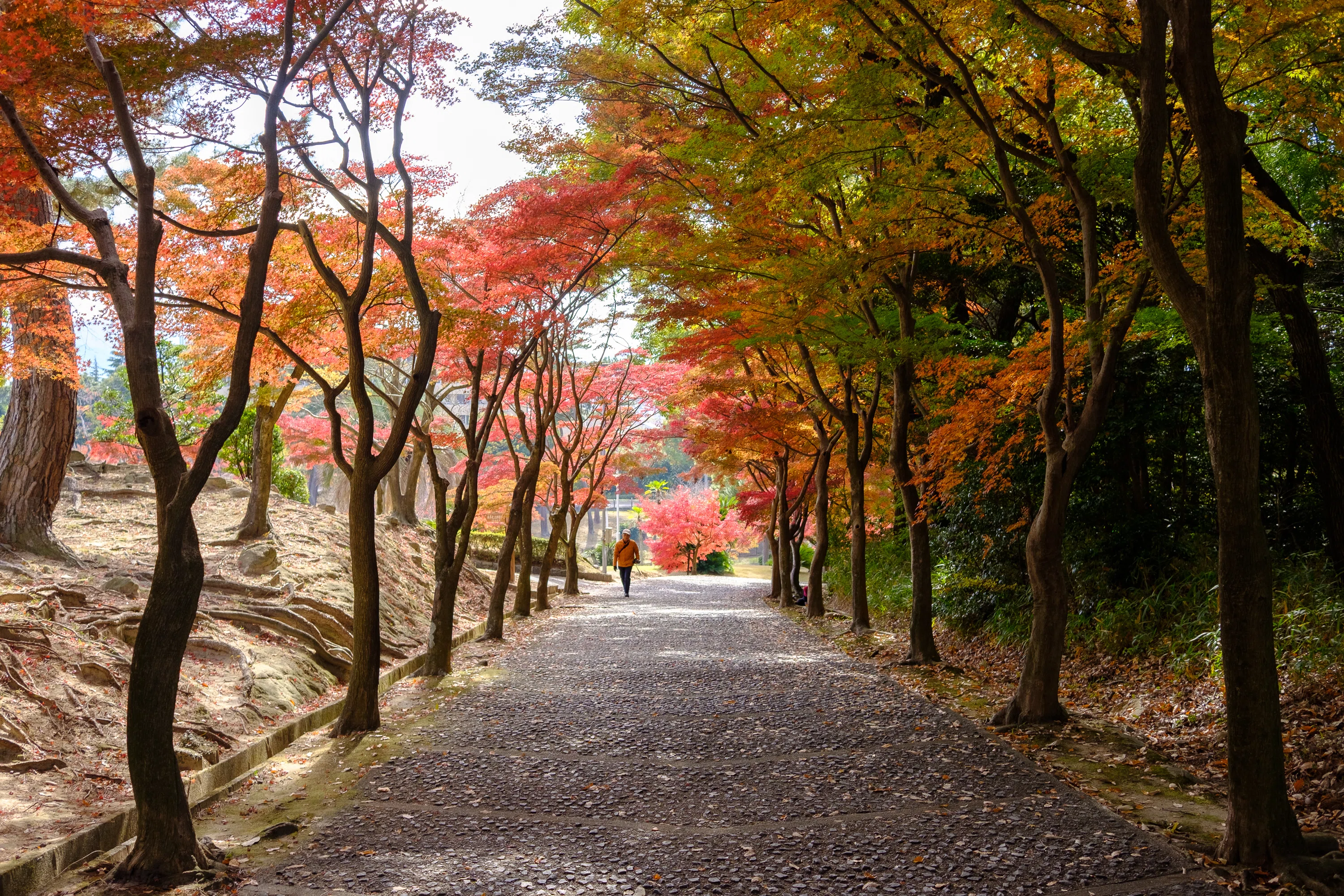 紅葉の秋 街の紅葉｜yamadagawa
