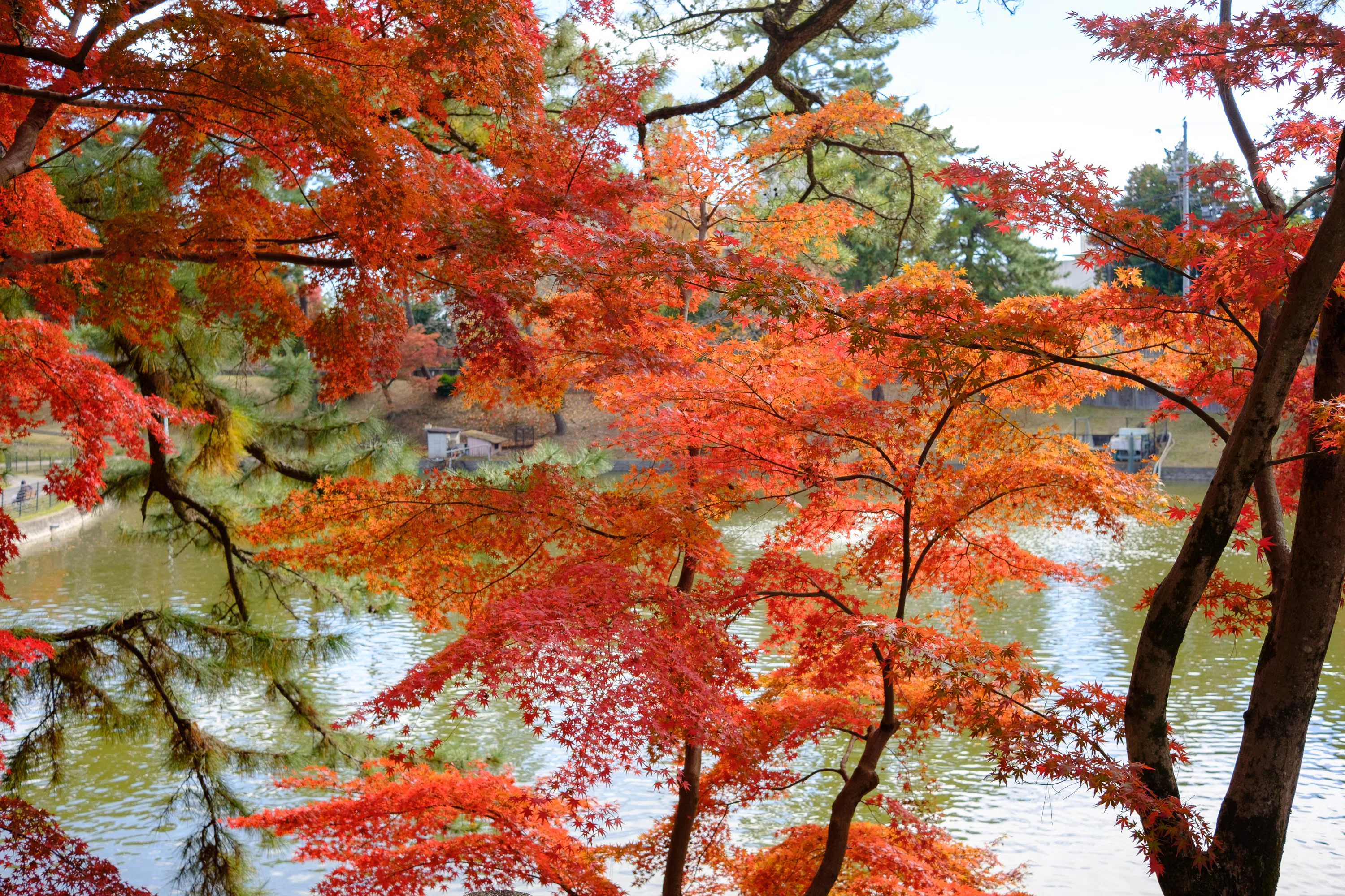 紅葉の秋 街の紅葉｜yamadagawa
