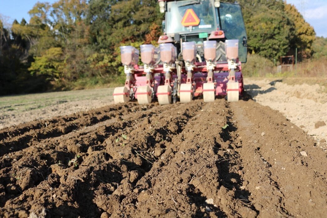 🌾 小麦づくり、今年もチャレンジ 🌾— パンにつながる畑から —