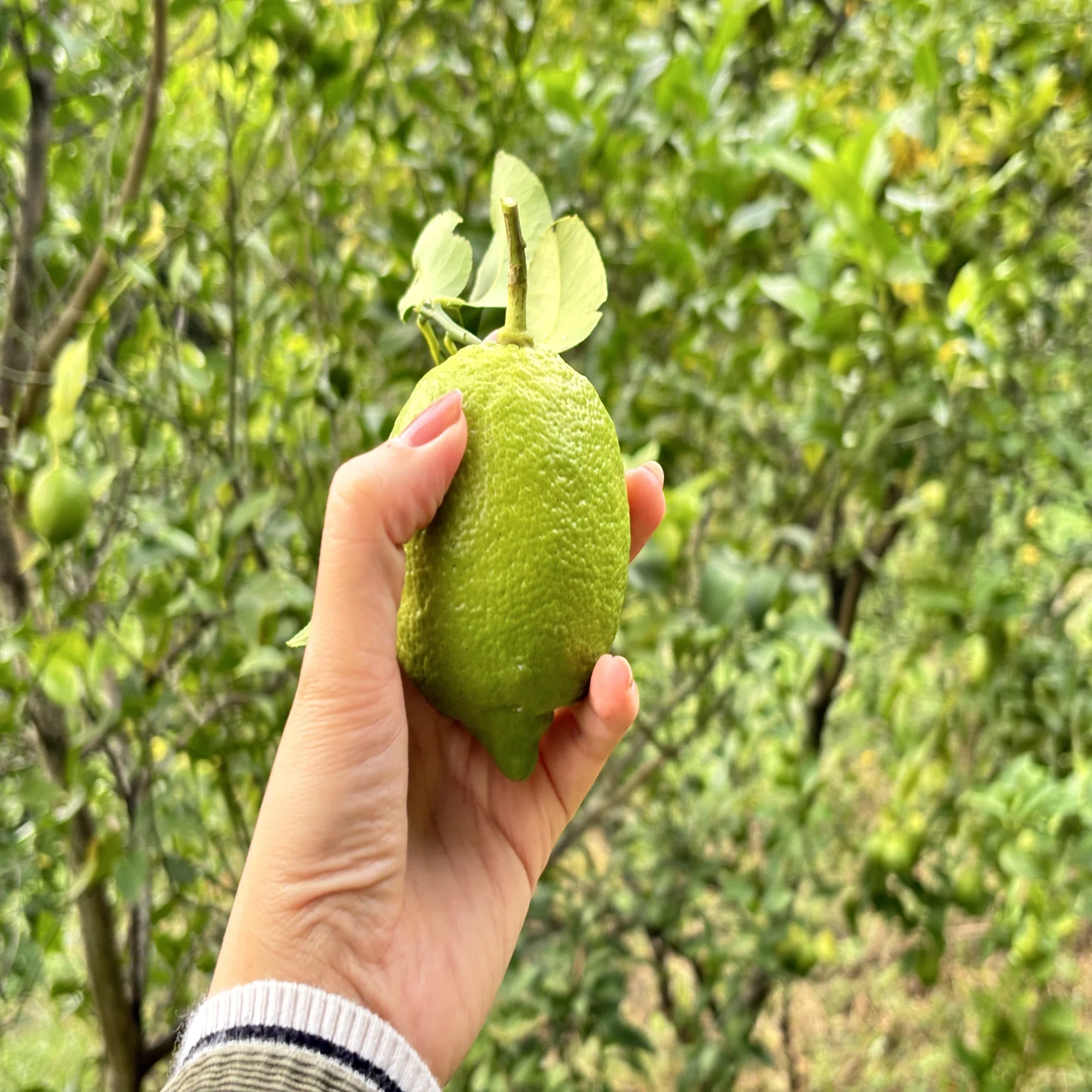 レモンの島・瀬戸田で聞いた、レモンのいろいろな話｜まにまに｜日本 