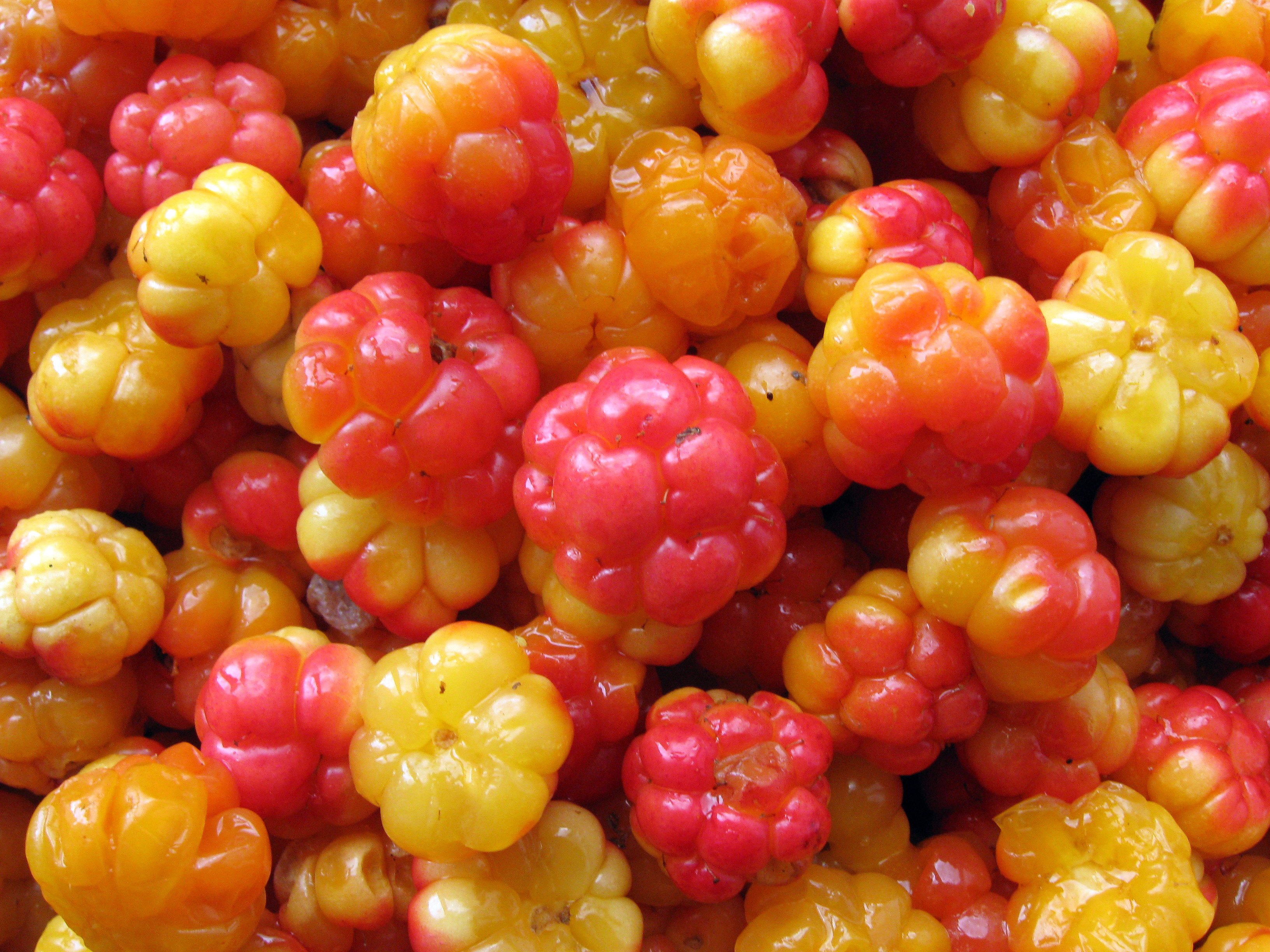 世界で最も美味しいベリーを商業栽培できない理由【クラウドベリー