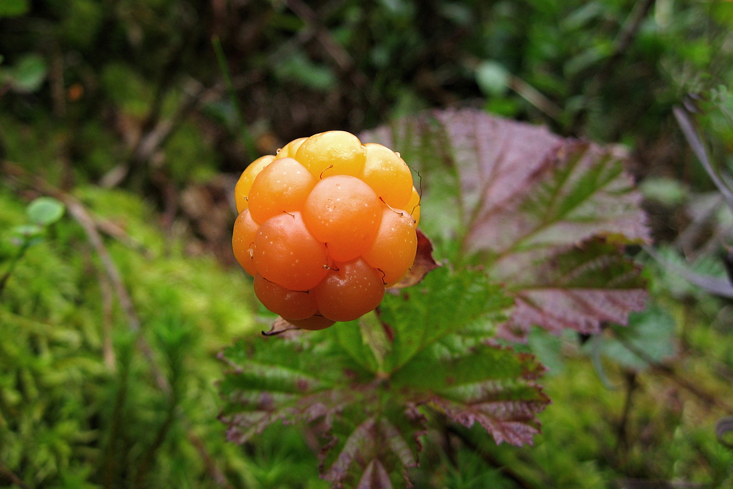 世界で最も美味しいベリーを商業栽培できない理由【クラウドベリー