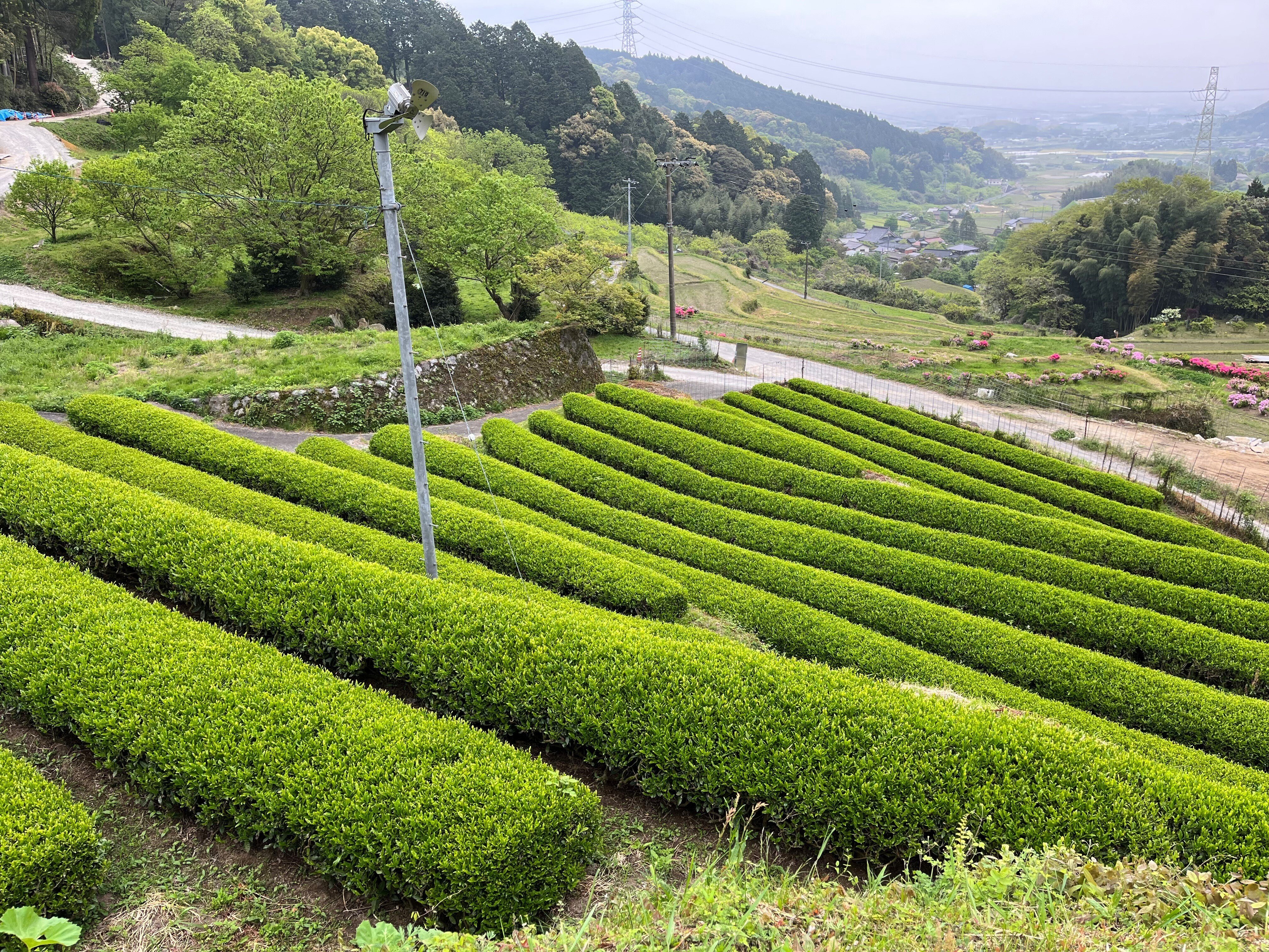 日本茶発祥と言われる地から無農薬栽培のお茶を広める｜CATALYST-九州