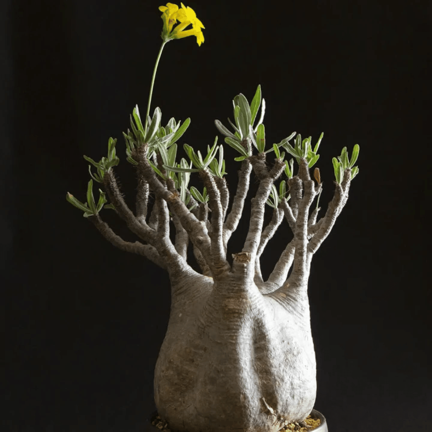 コーデックス（塊根植物）はじめました｜株式会社 LINKI'N FELLOWS