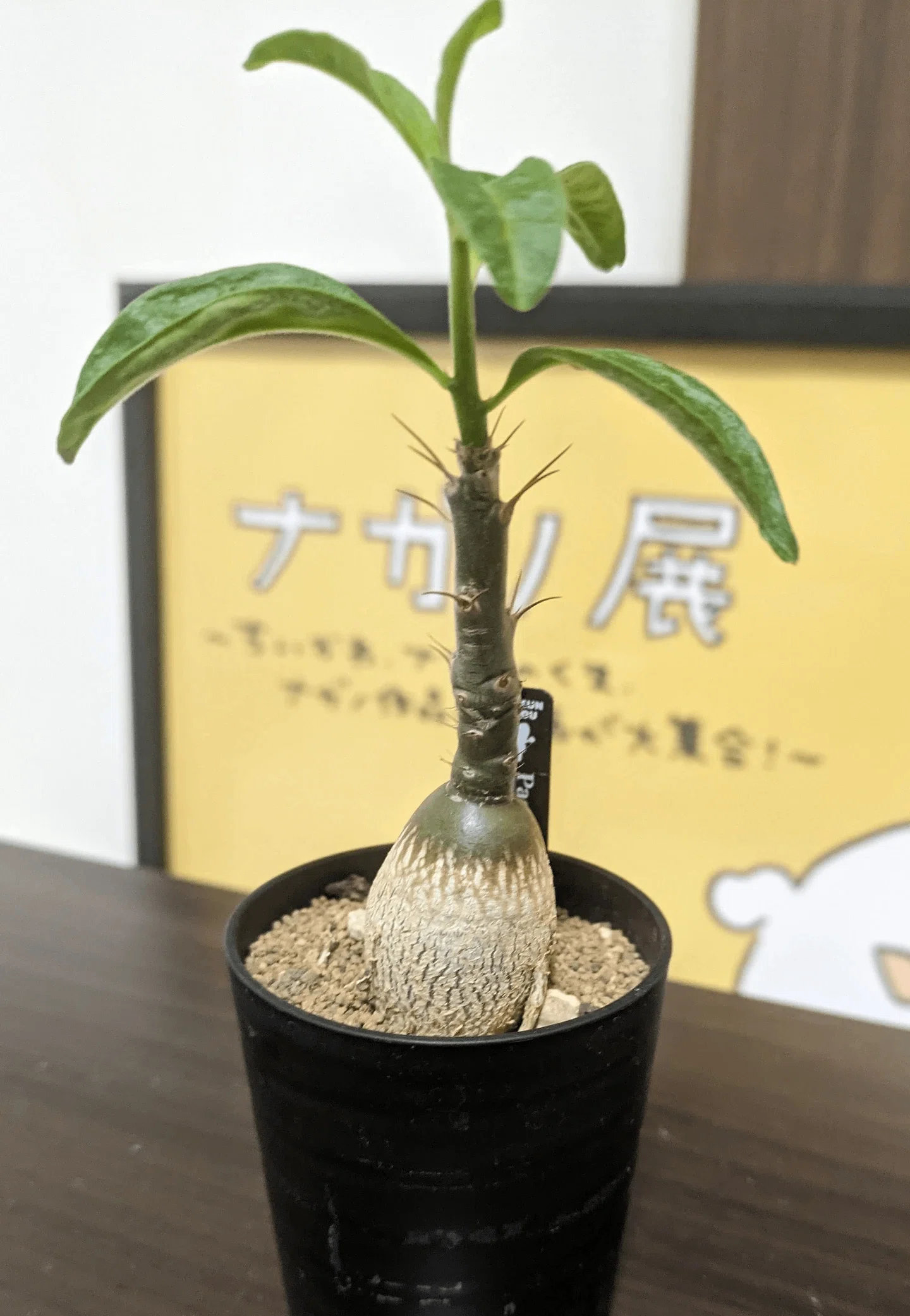 コーデックス（塊根植物）はじめました｜株式会社 LINKI'N FELLOWS