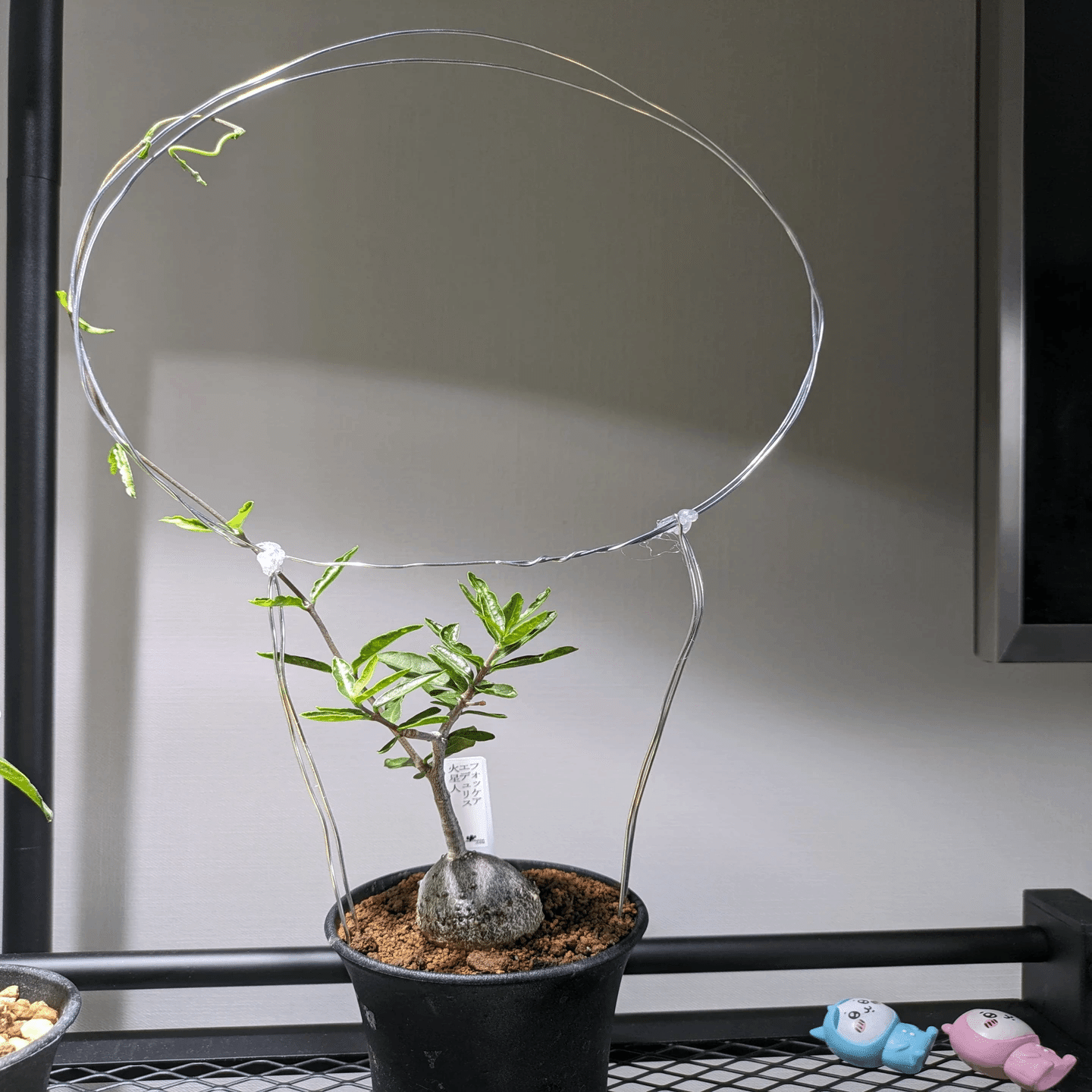 塊根植物・コーデックス banksy 塊根植物・コーデックス banksyKF04 塊根植物・コーデックス