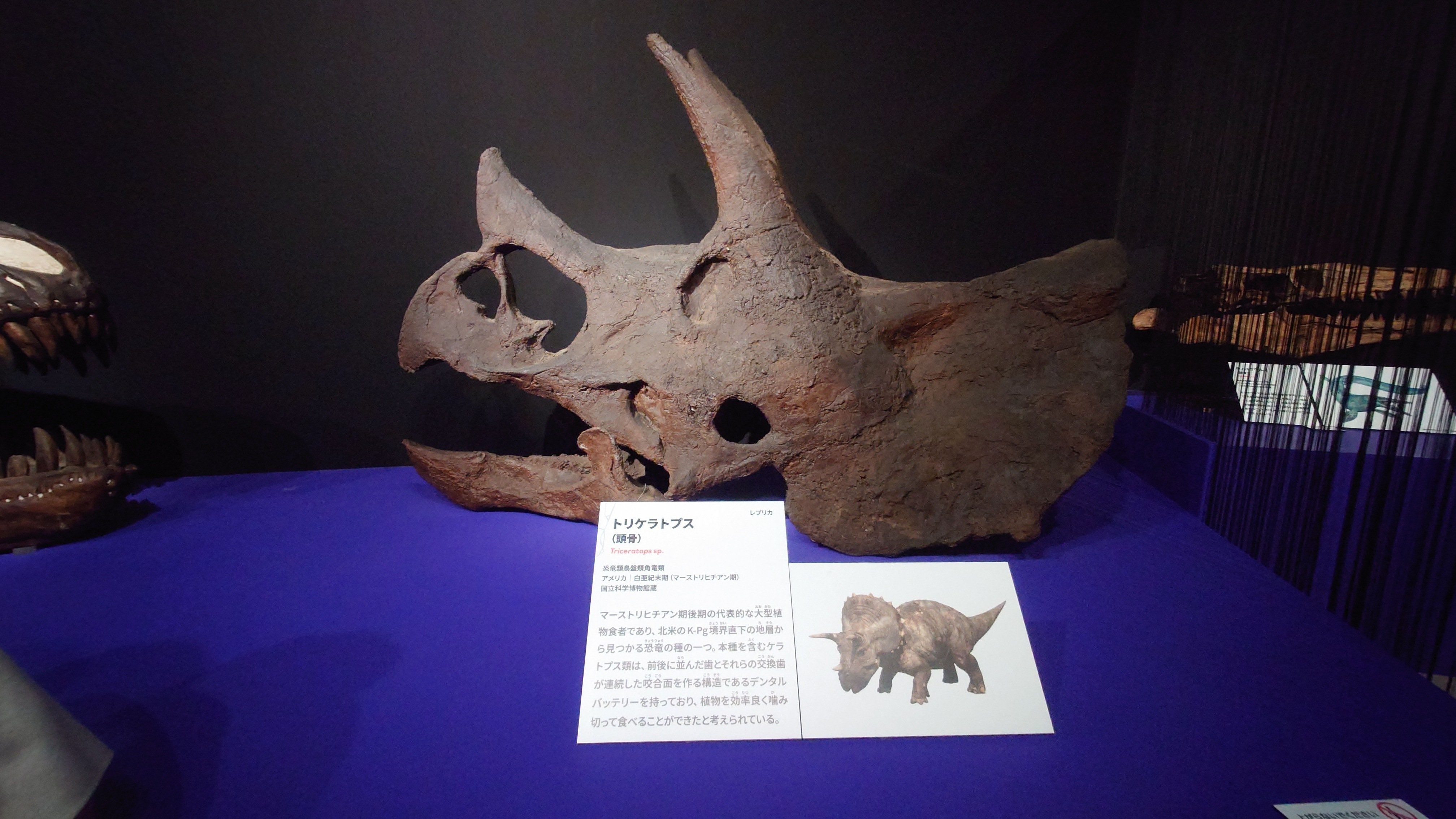 25.12.18 大絶滅展｜明岸