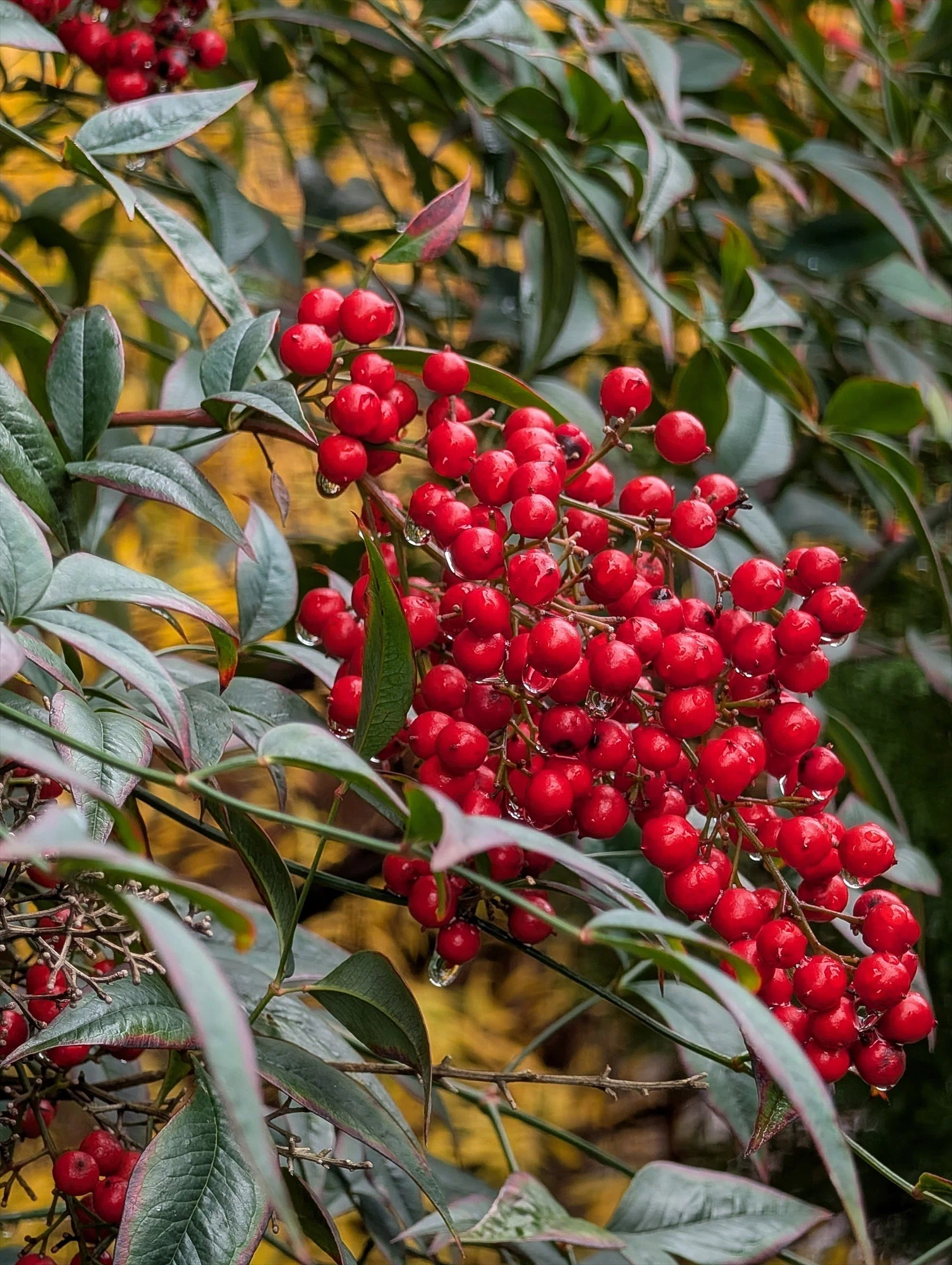 スワッグ 縁起もの クリスマス～ 正月 南天 メイン 赤い実 慶事 難転 厄除け Winter Plants 南天の赤で謹賀新年 ｜annon